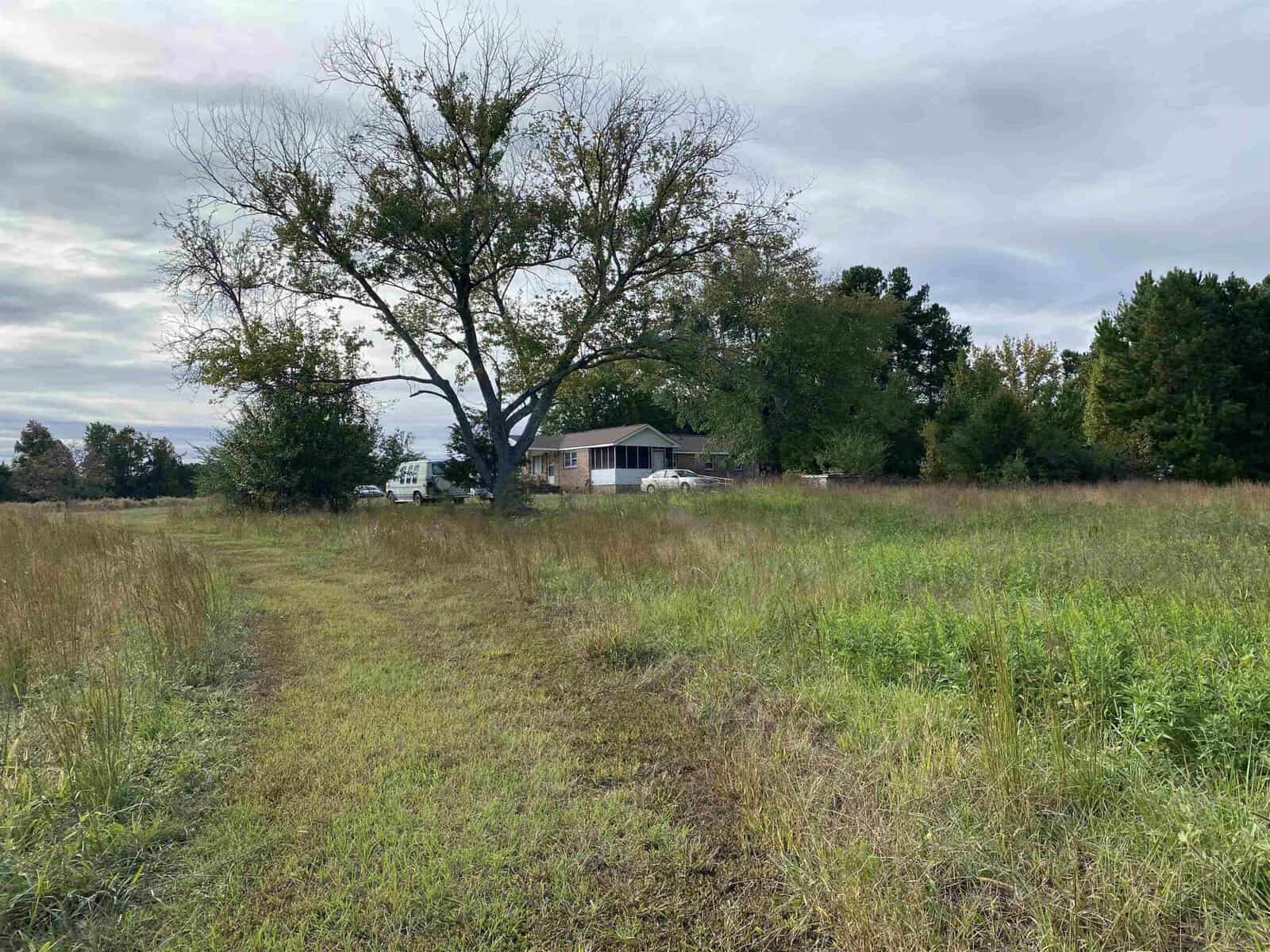 A solitary tree stands in a field with overgrown grass, with a dirt path leading toward a house in the background under an overcast sky.