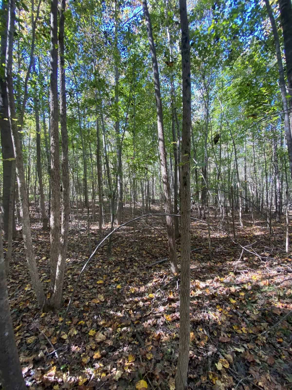 A dense forest with tall trees during daylight. The ground is covered with fallen leaves, and sunlight filters through the green canopy above, casting dappled shadows. The forest appears quiet and serene.