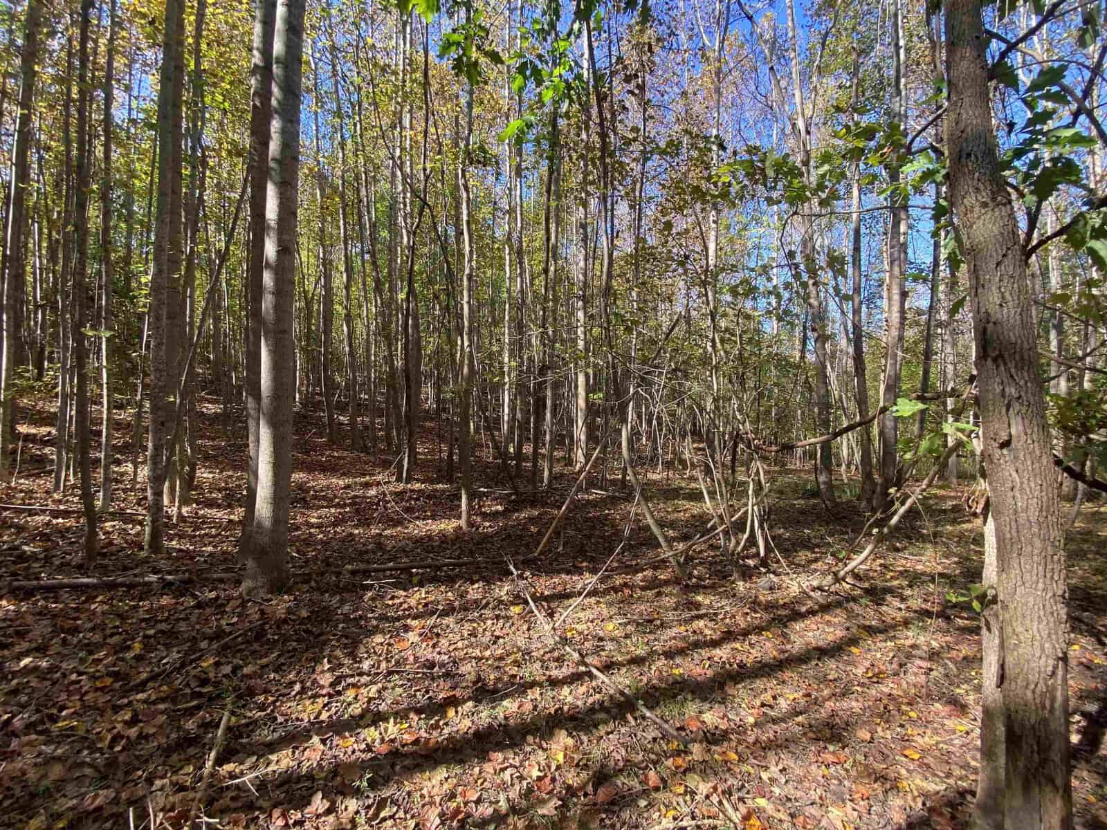 A sunlit forest with tall, slender trees shedding their leaves. The ground is covered in fallen leaves, creating a brown, earthy carpet. Shadows from the trees stretch across the forest floor, and hints of blue sky are visible through the foliage.