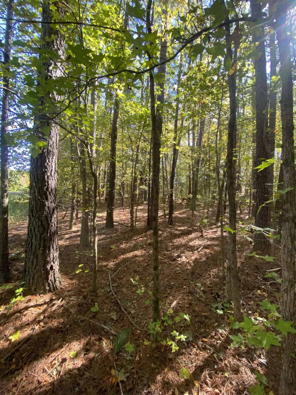 A wooded area with tall trees and green foliage, casting speckled sunlight on the forest floor, which is covered with dry leaves and pine needles. Clearings between the trees provide a calm and serene atmosphere, highlighting the natural beauty of the forest.