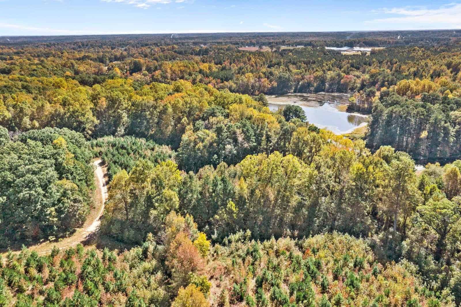 Aerial view of a dense forest with a mix of evergreen and deciduous trees, a winding dirt road, and a small body of water.