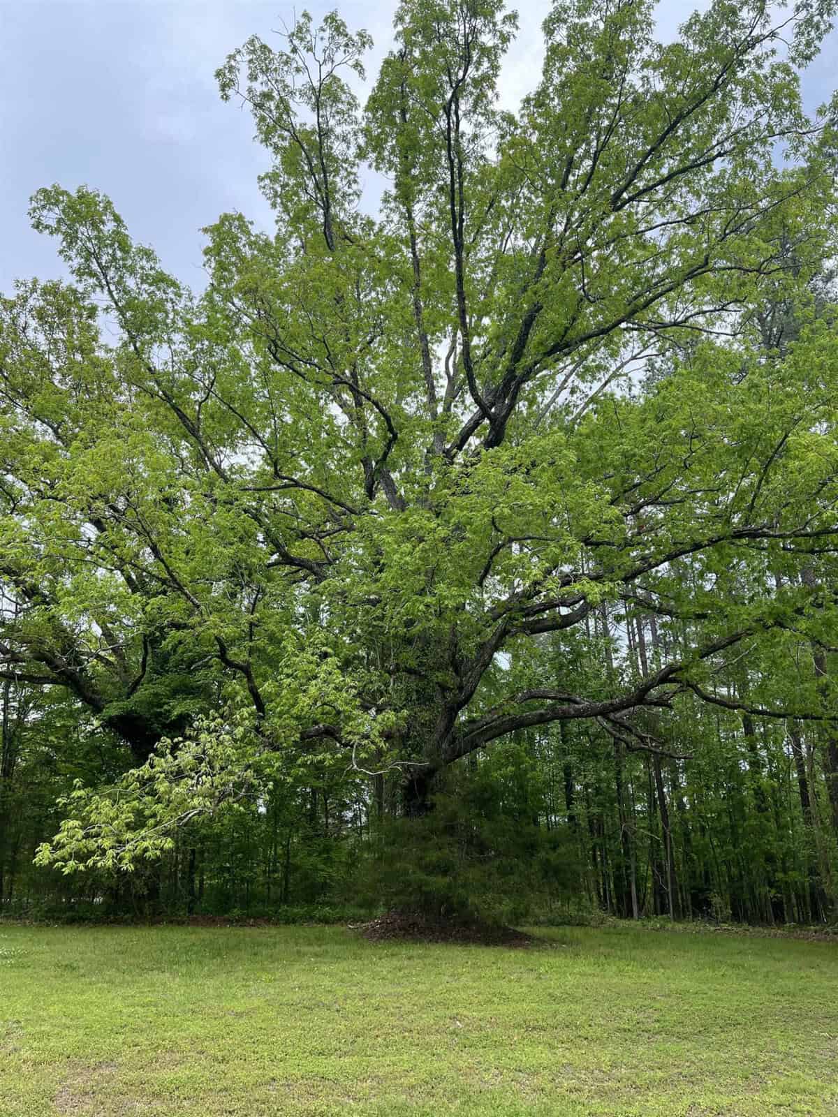 A large tree with green foliage stands in a grassy area with a cloudy sky above.