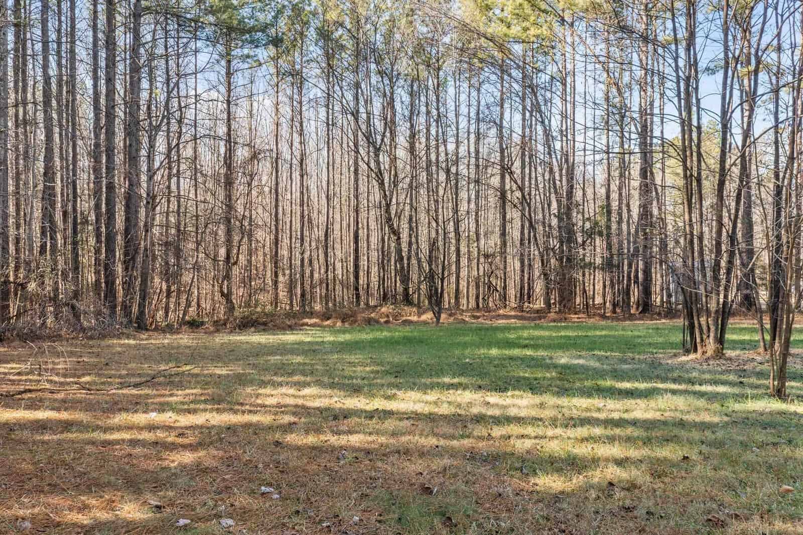 A sunlit clearing surrounded by bare trees in a forest.