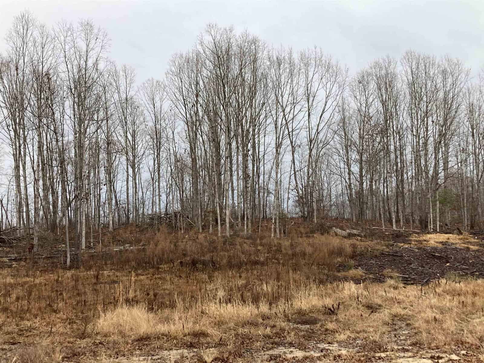A winter landscape featuring a stand of leafless trees in the background. The ground is covered with dry grass and scattered patches of bare earth. The sky is overcast, adding a muted tone to the scene.
