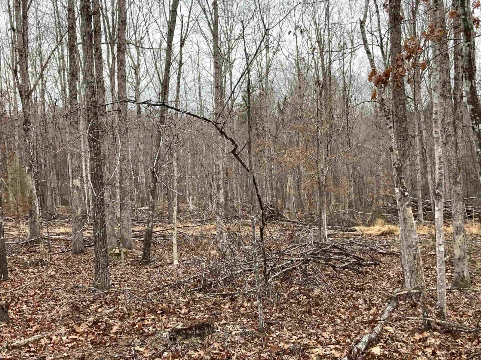A dense forest landscape during late fall or early winter, featuring bare trees with fallen leaves covering the ground. The mood is quiet and somber, with a mix of standing and fallen branches creating a natural, untamed scene.