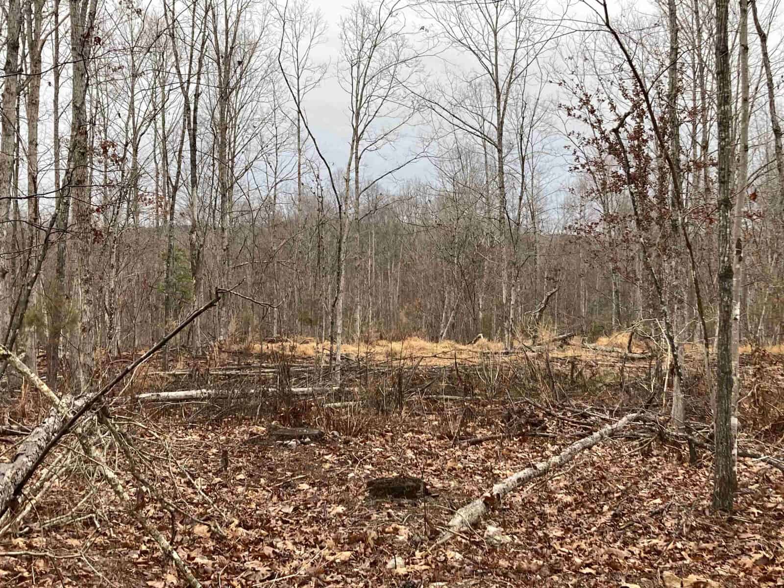 A sparse forest with tall, leafless trees. The ground is covered in fallen leaves and scattered branches. In the background, there is a lightly wooded area with a small clearing. The sky is overcast, giving the scene a muted, quiet atmosphere.