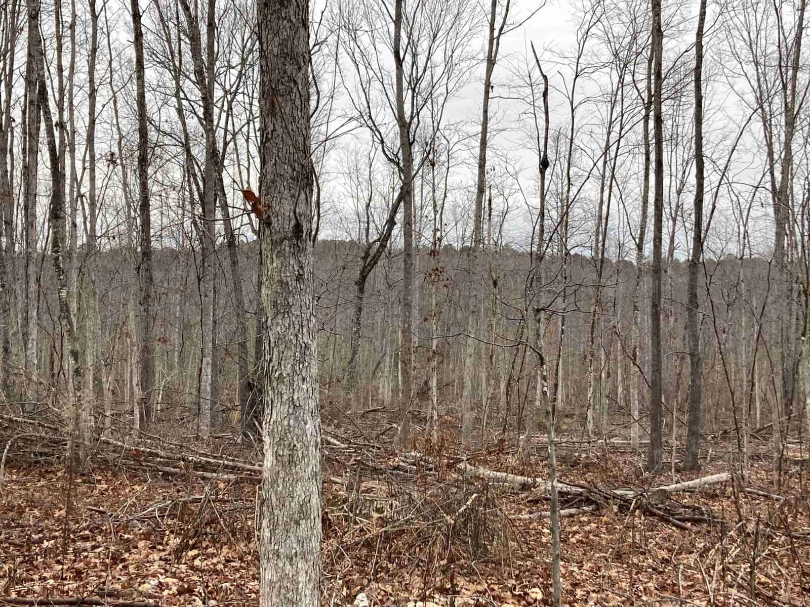 A forest in winter with numerous bare trees reaching up towards a cloudy sky. The forest floor is covered in fallen leaves, broken branches, and underbrush, creating a rugged, sparse landscape. The scene is quiet and desolate, typical of a winter woodland.