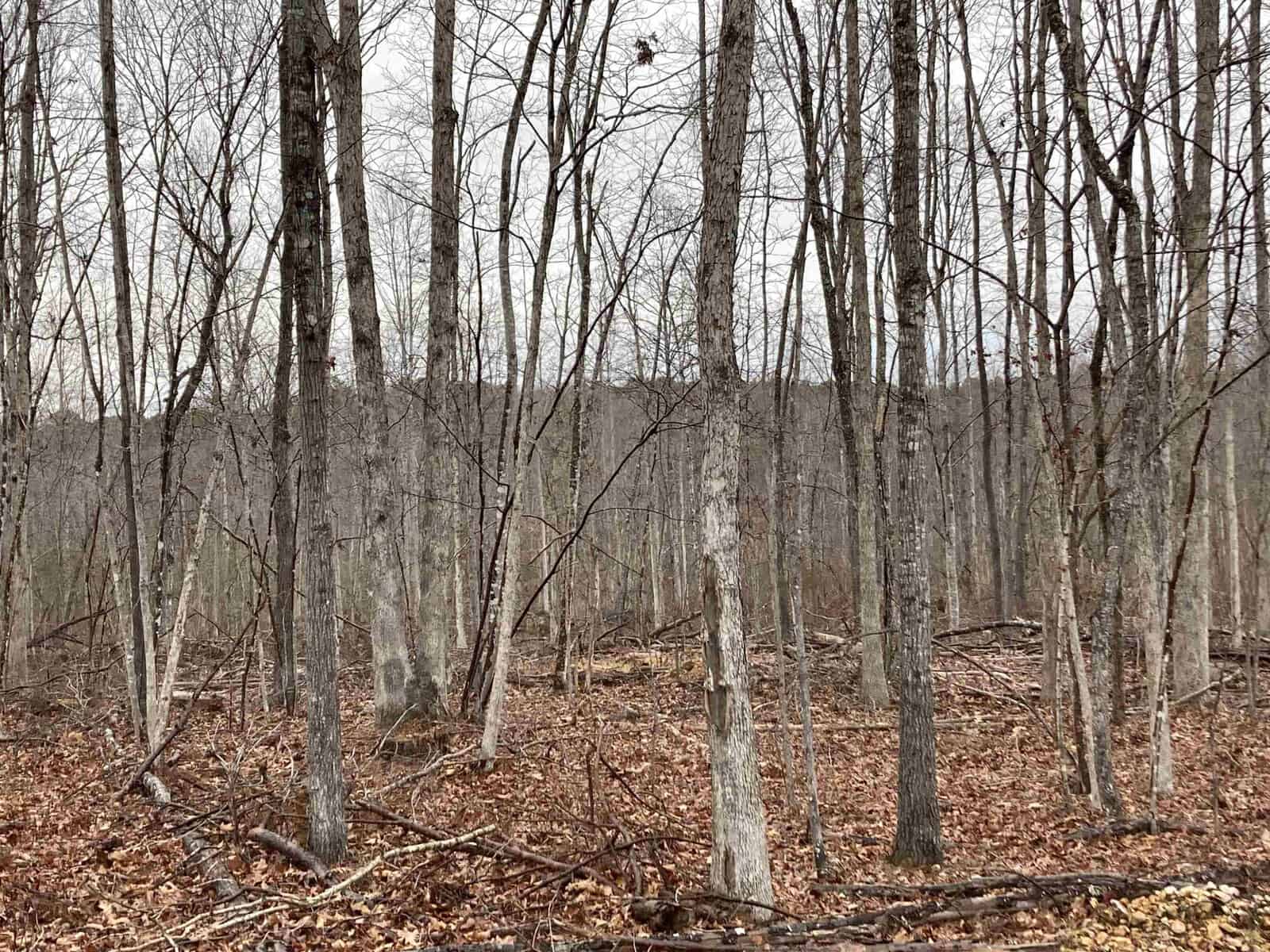 A deciduous forest in late autumn, with numerous bare trees standing tall. The ground is covered in fallen leaves and small branches, with a muted, overcast sky visible through the trees. The scene appears calm and quiet.