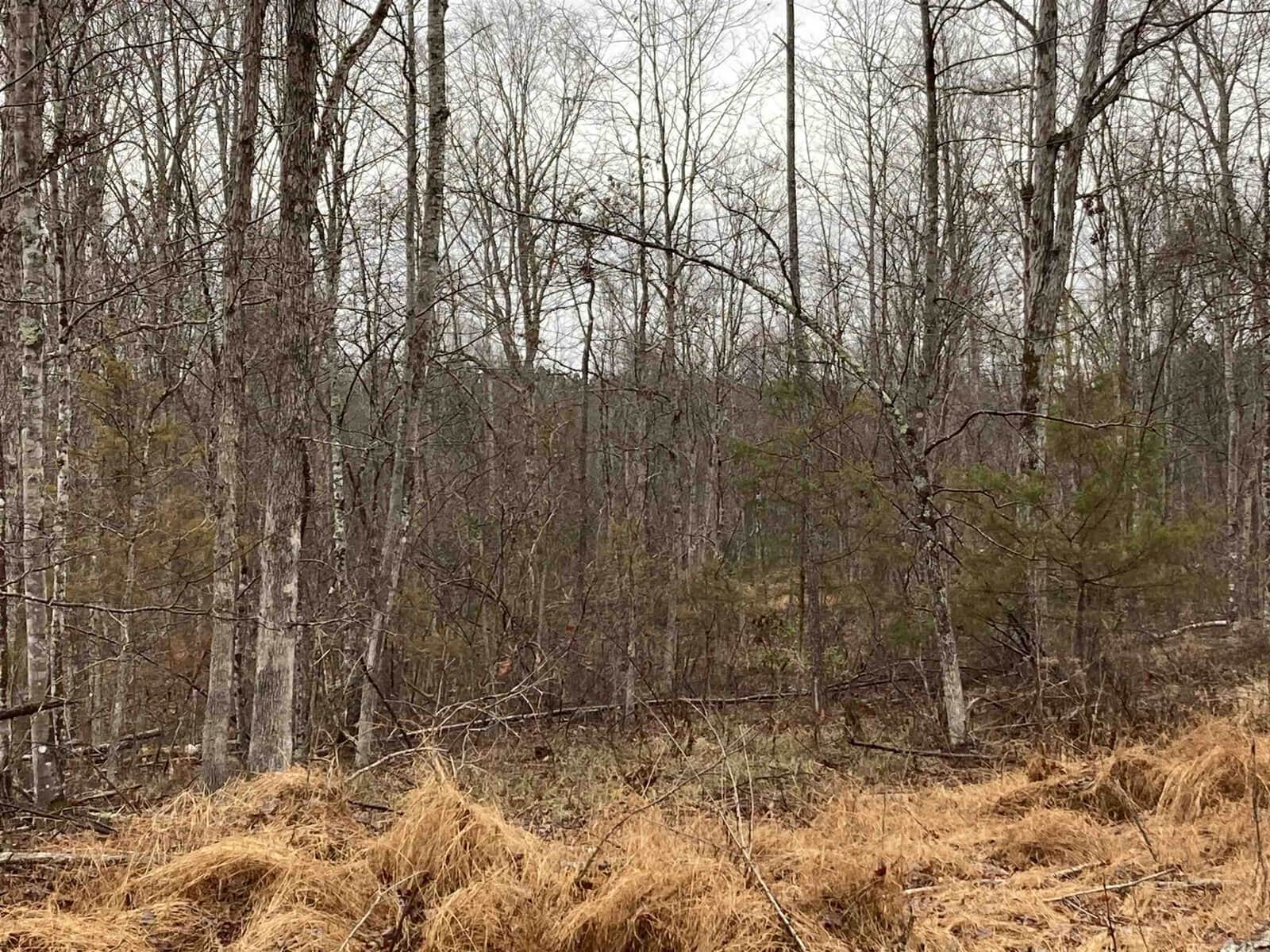 A dense forest with bare trees and a few evergreens is seen. The forest floor is covered with brown, dried grass and twigs. The sky is overcast, and the trees' branches are stark against the cloudy backdrop, indicating a late autumn or winter season.