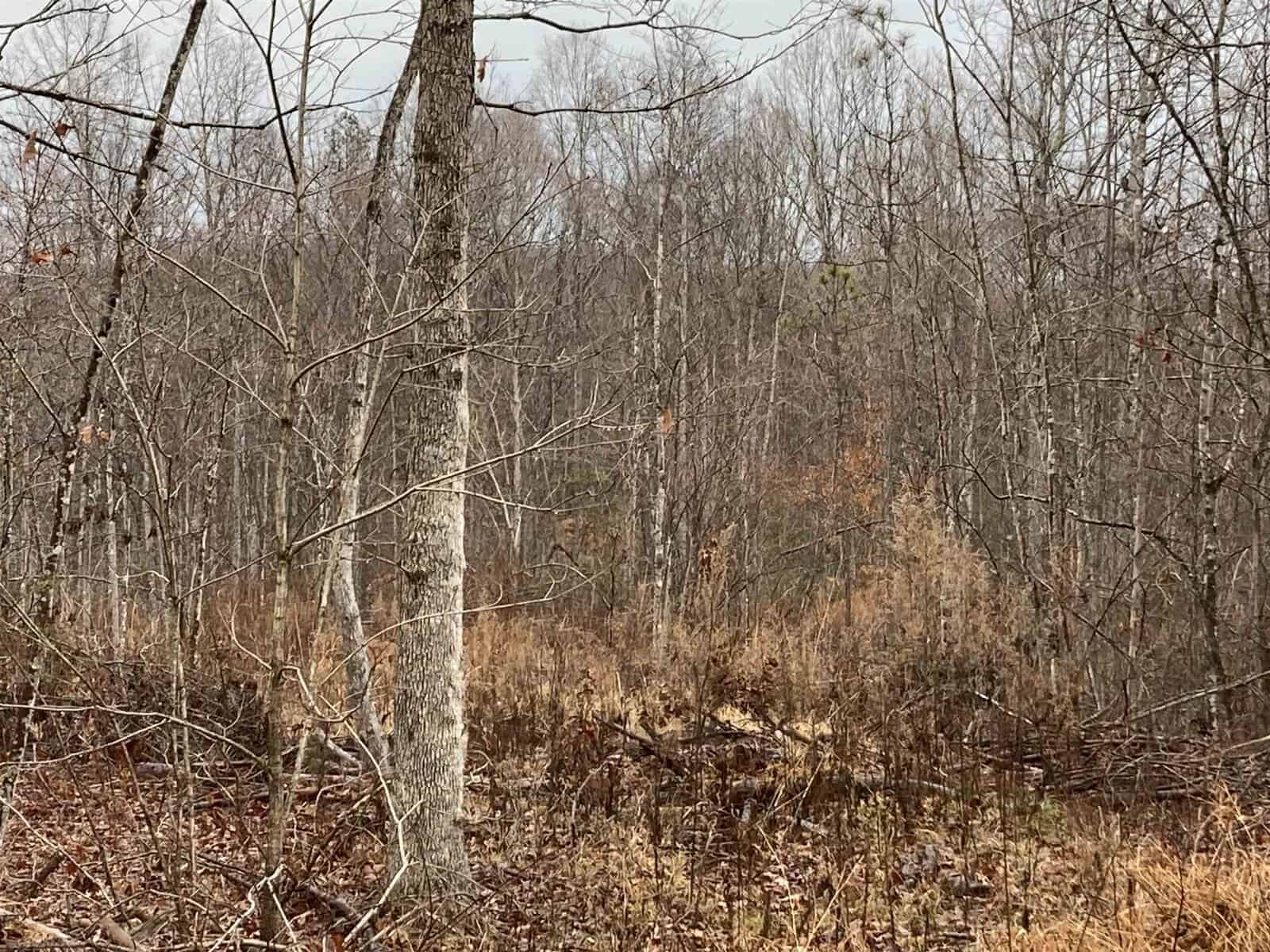 A winter forest scene with bare trees and brown underbrush. The forest floor is covered with dried leaves and twigs. The sky is overcast, giving the area a muted, serene look.