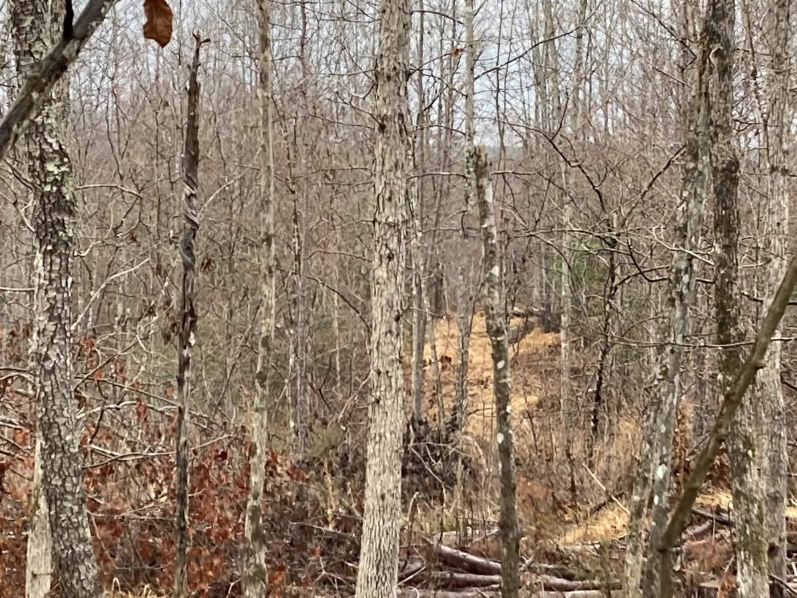 A dense forest in late autumn or winter, with leafless trees and a few brown leaves still clinging to branches. The ground is covered with a mixture of fallen leaves, branches, and patches of exposed earth. The background has a slightly overcast sky.