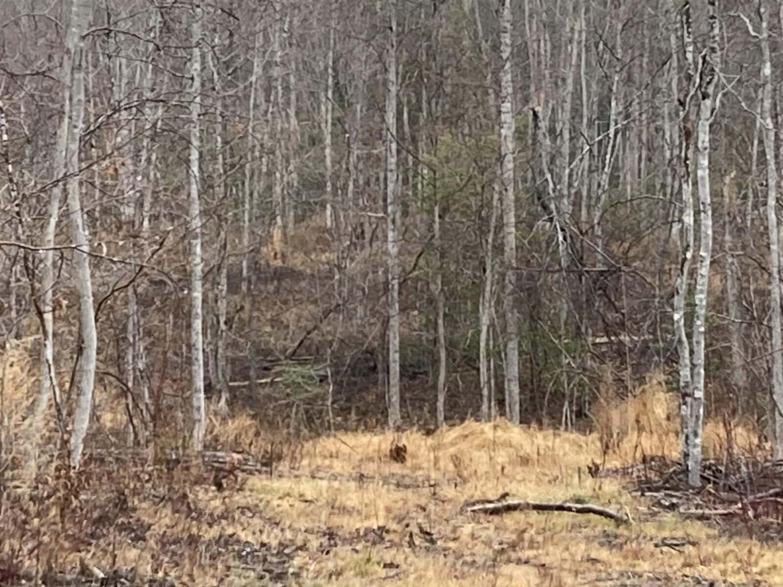 A dense forest with tall, leafless trees stands over a clearing of dry grass. The trees' trunks are slender and white, and the ground is covered with a mix of fallen leaves, branches, and patches of brown grass. The scene appears desolate and wintry.