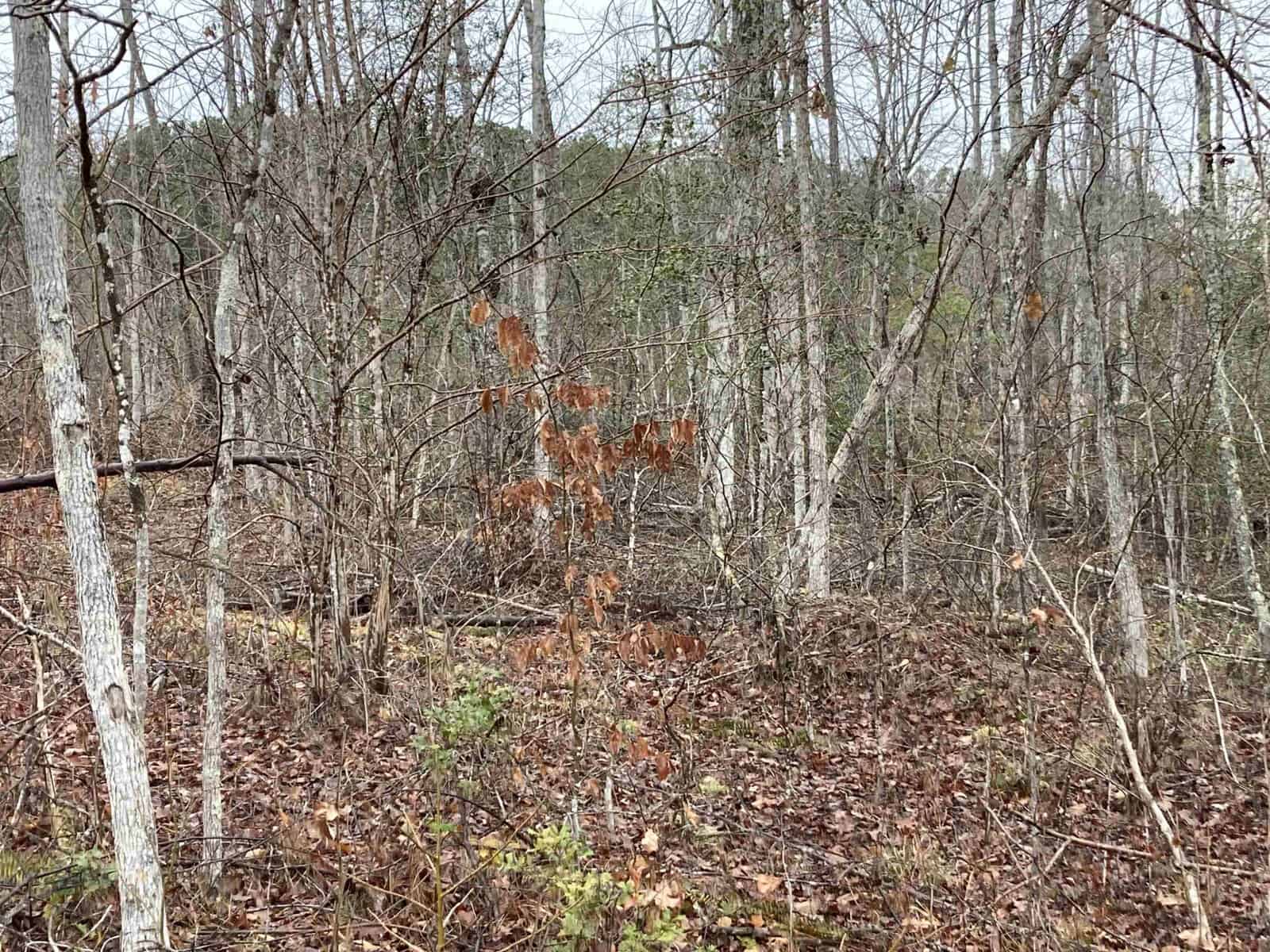A dense, wintery forest scene with leafless trees and a few patches of green. The ground is covered in fallen leaves and scattered branches, with a few brown, withered leaves still clinging to some trees. The sky is overcast.