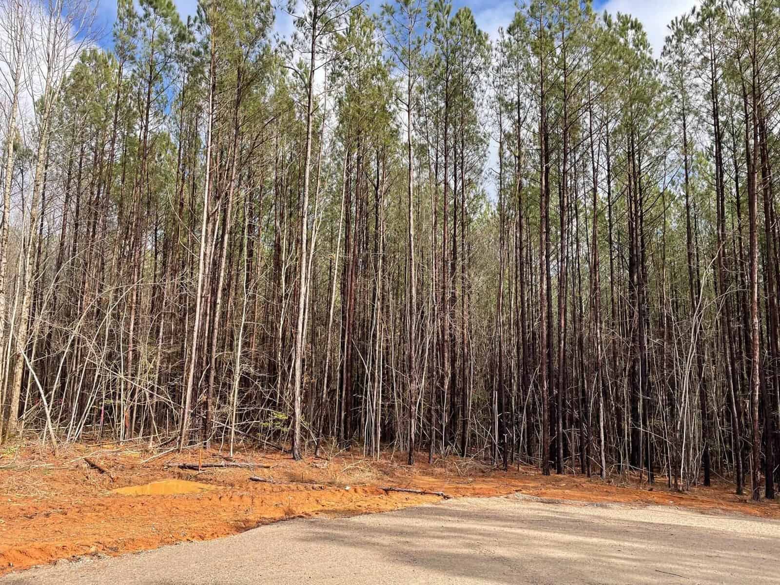 A dirt road runs alongside a dense forest of tall, slender trees with a clear sky overhead.