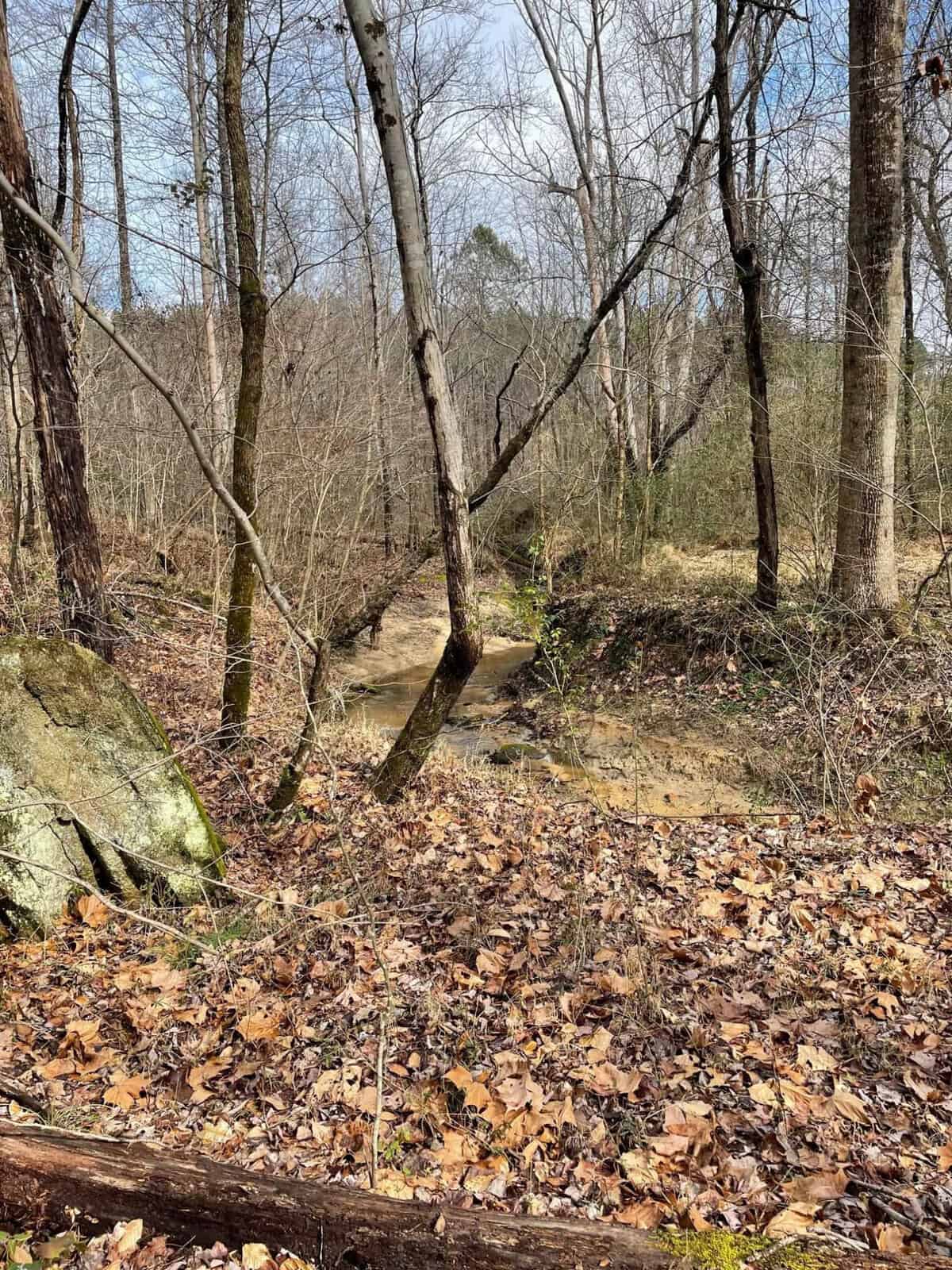 A woodland setting with a small stream, fallen leaves on the ground, and bare trees against a partly cloudy sky.