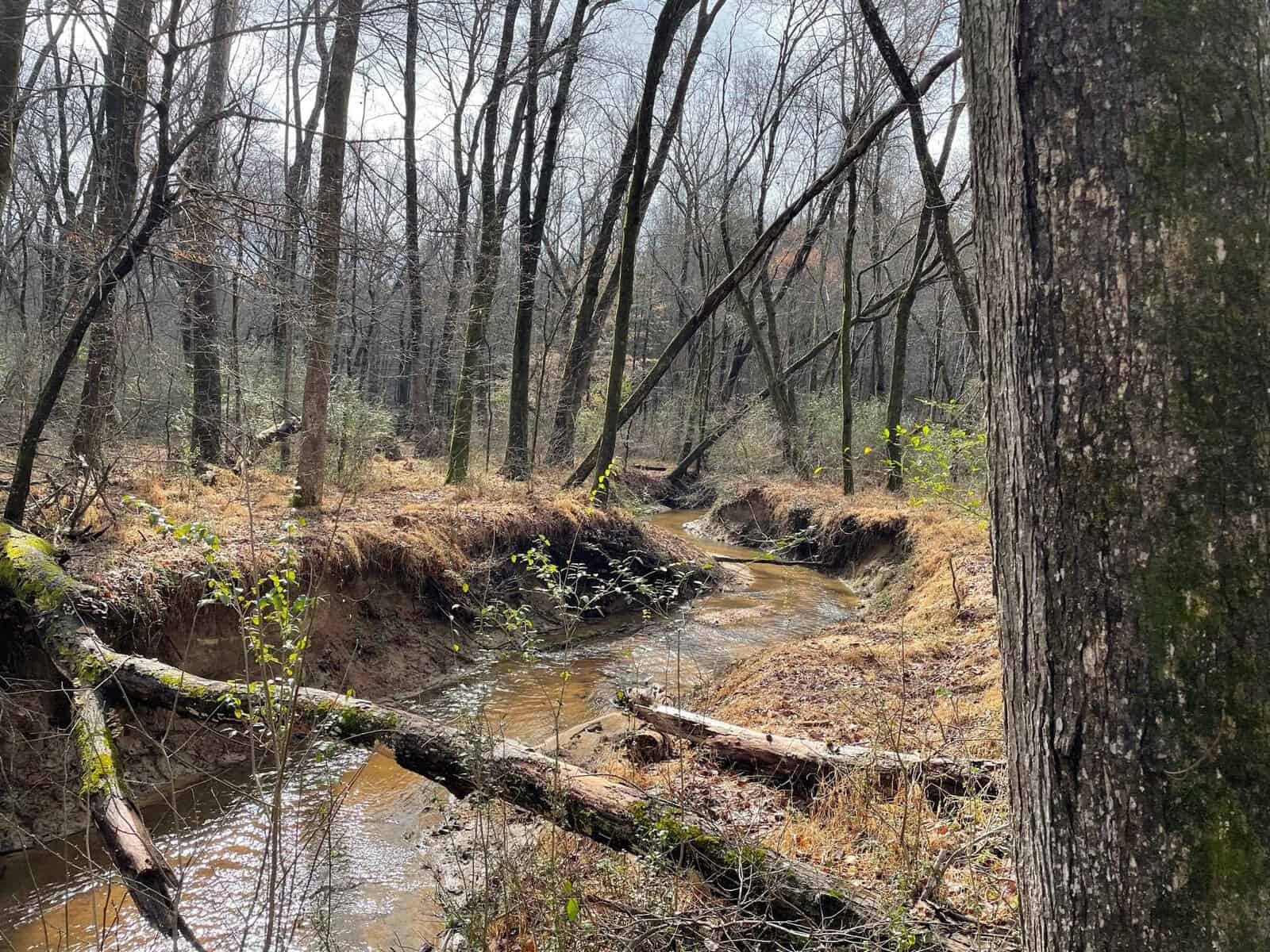 A meandering stream flows through a forest with bare trees and underbrush, sunlight filtering through the canopy onto the water and earth.