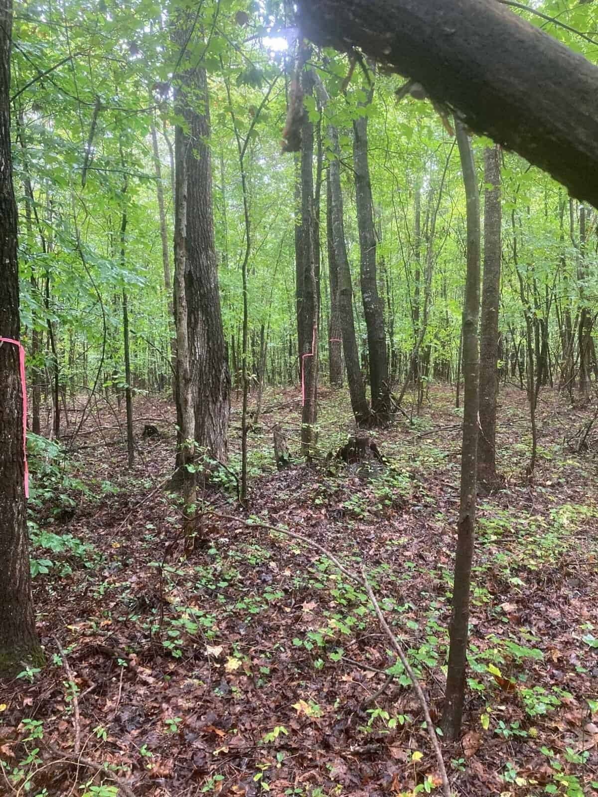 A wooded area with various trees and foliage, marked by pink ribbons, possibly indicating a trail or surveying points, on a cloudy day.