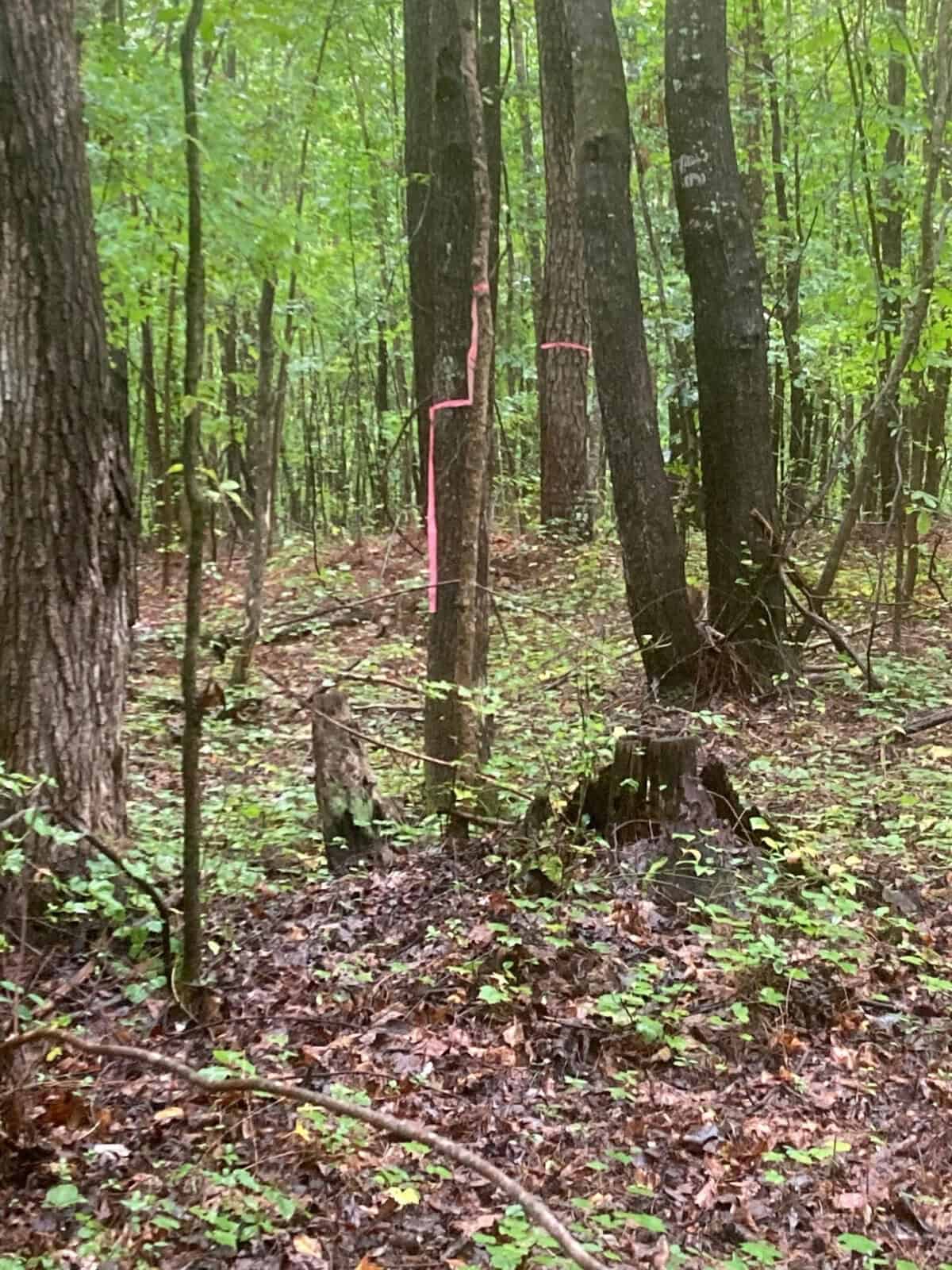 A tree in a dense woodland marked with a pink fluorescent spray paint on its trunk, possibly indicating a survey or trail path while surrounded by leaf-covered ground and other trees.