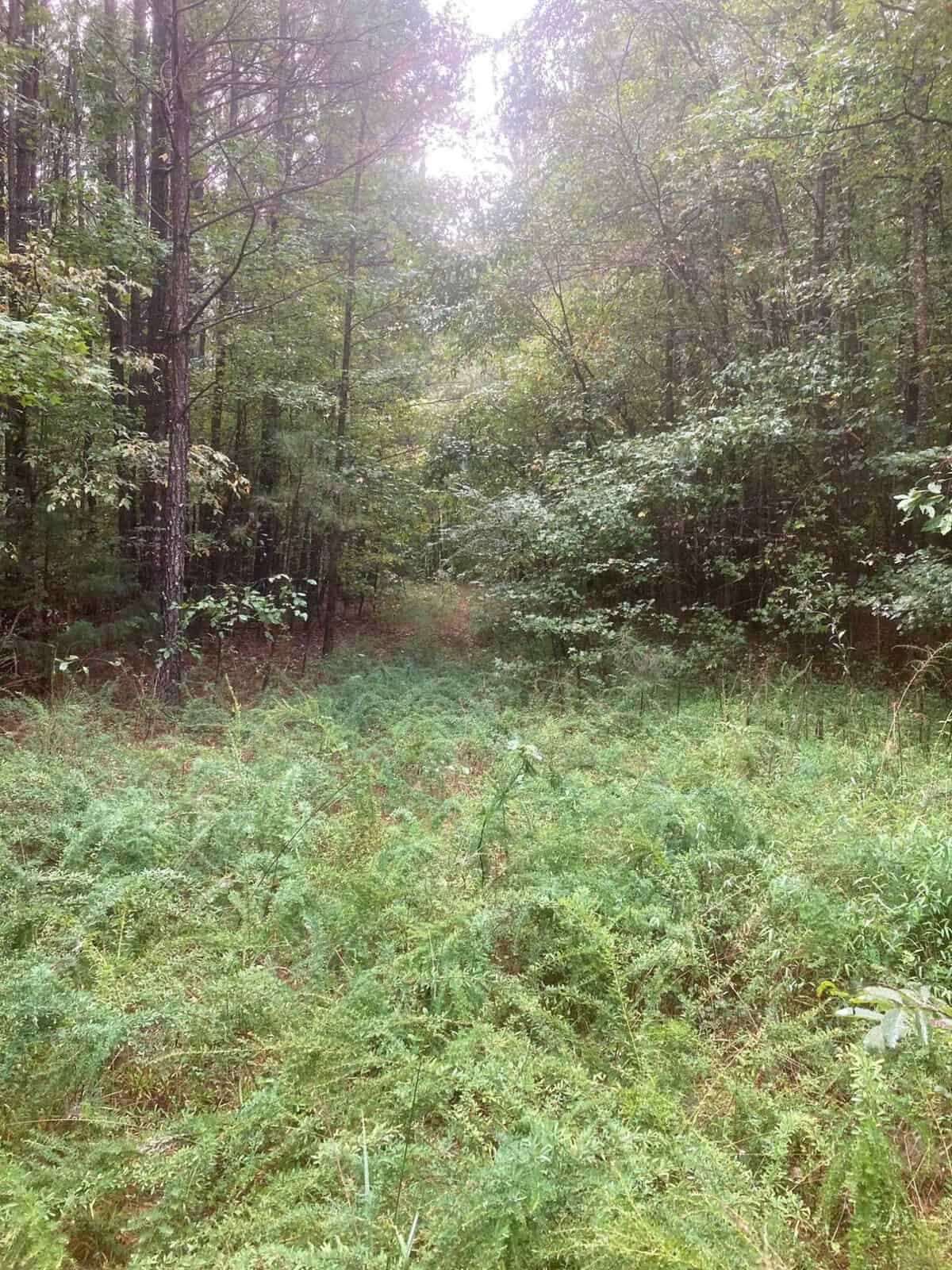 A naturally overgrown forest clearing with dense underbrush and a variety of green trees.