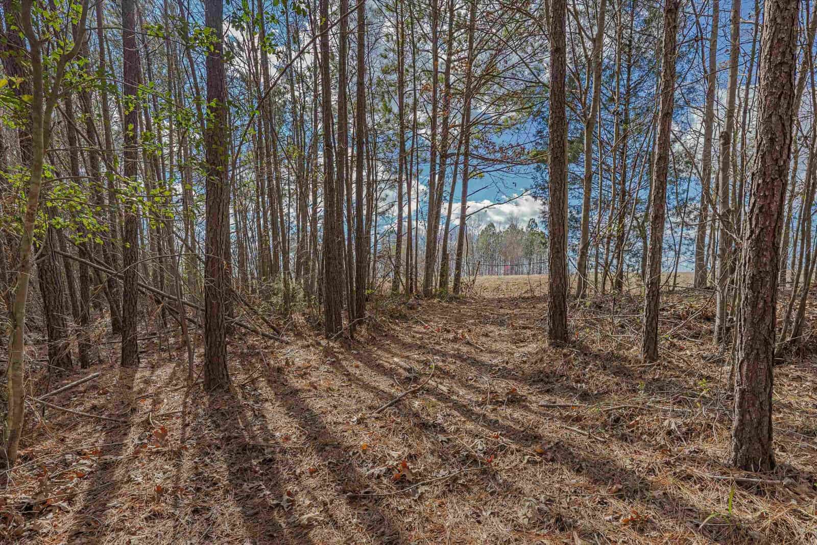 A forest clearing with tall trees casting shadows on the ground, under a blue sky with scattered clouds.