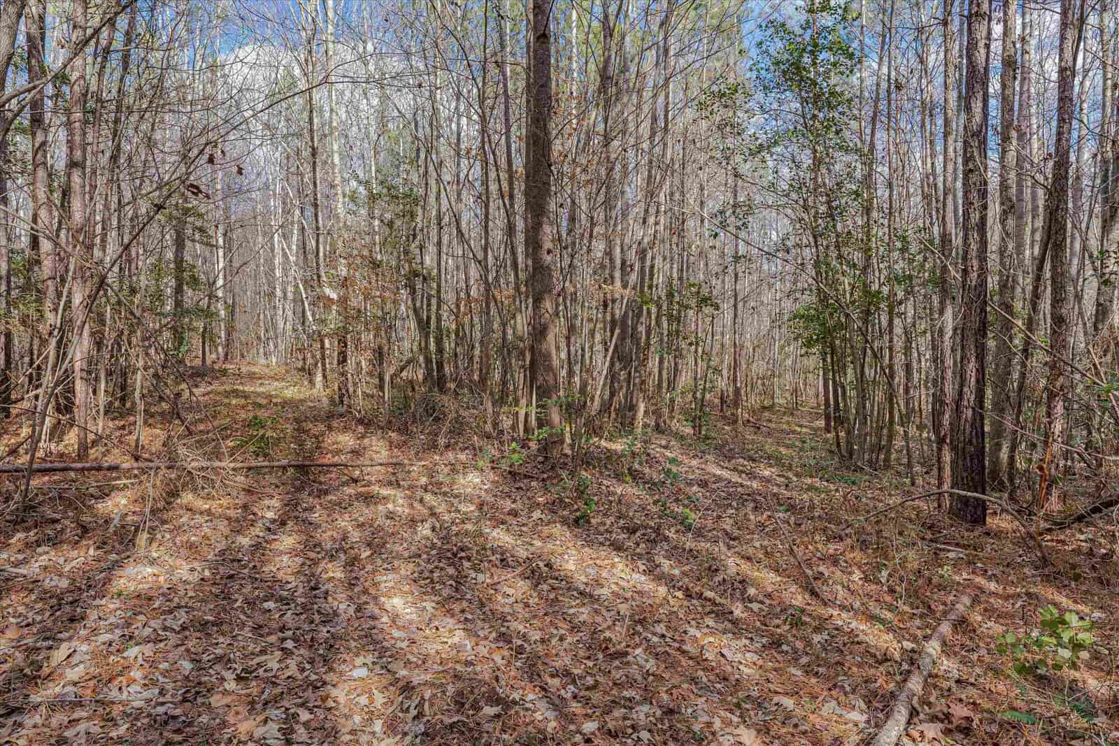 A serene forest landscape with tall trees and a carpet of dried leaves, bathed in sunlight creating long shadows across the ground.