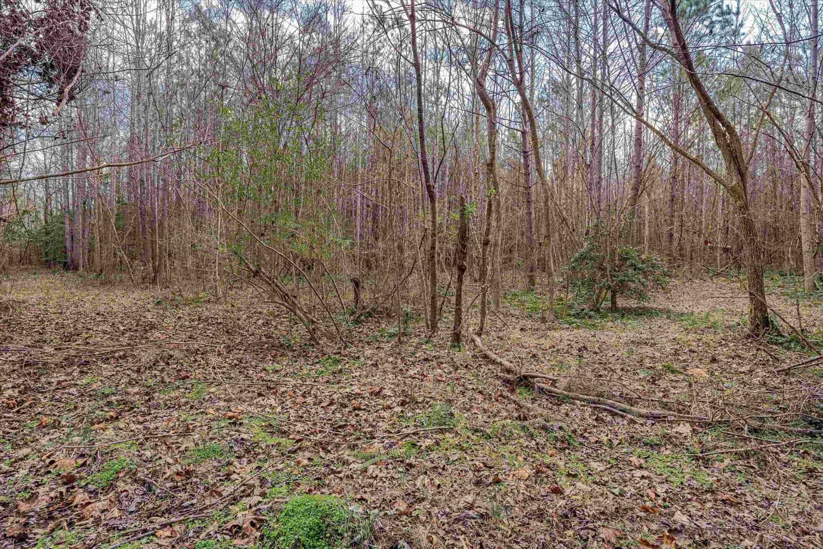 A deciduous forest in late autumn or winter with bare trees and a ground covered in fallen leaves.