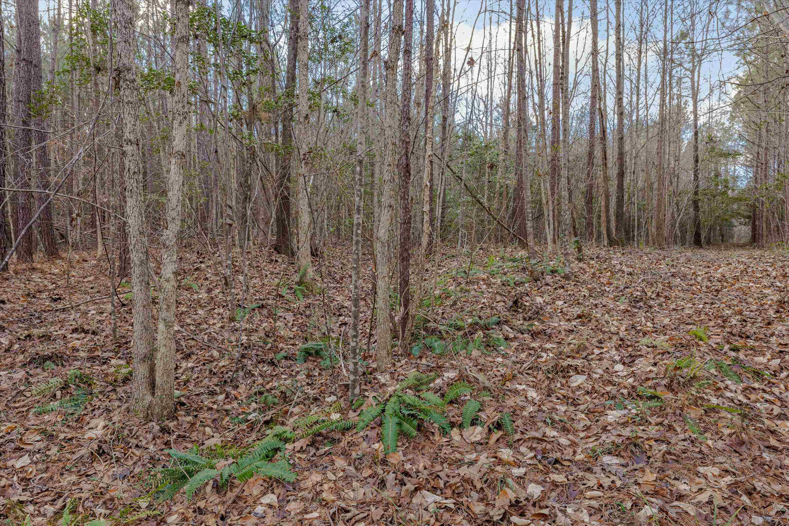 A wooded area with dense leaf litter on the ground and sparse underbrush, featuring a variety of thin-trunked trees, some with visible white bark, in a daylight setting.