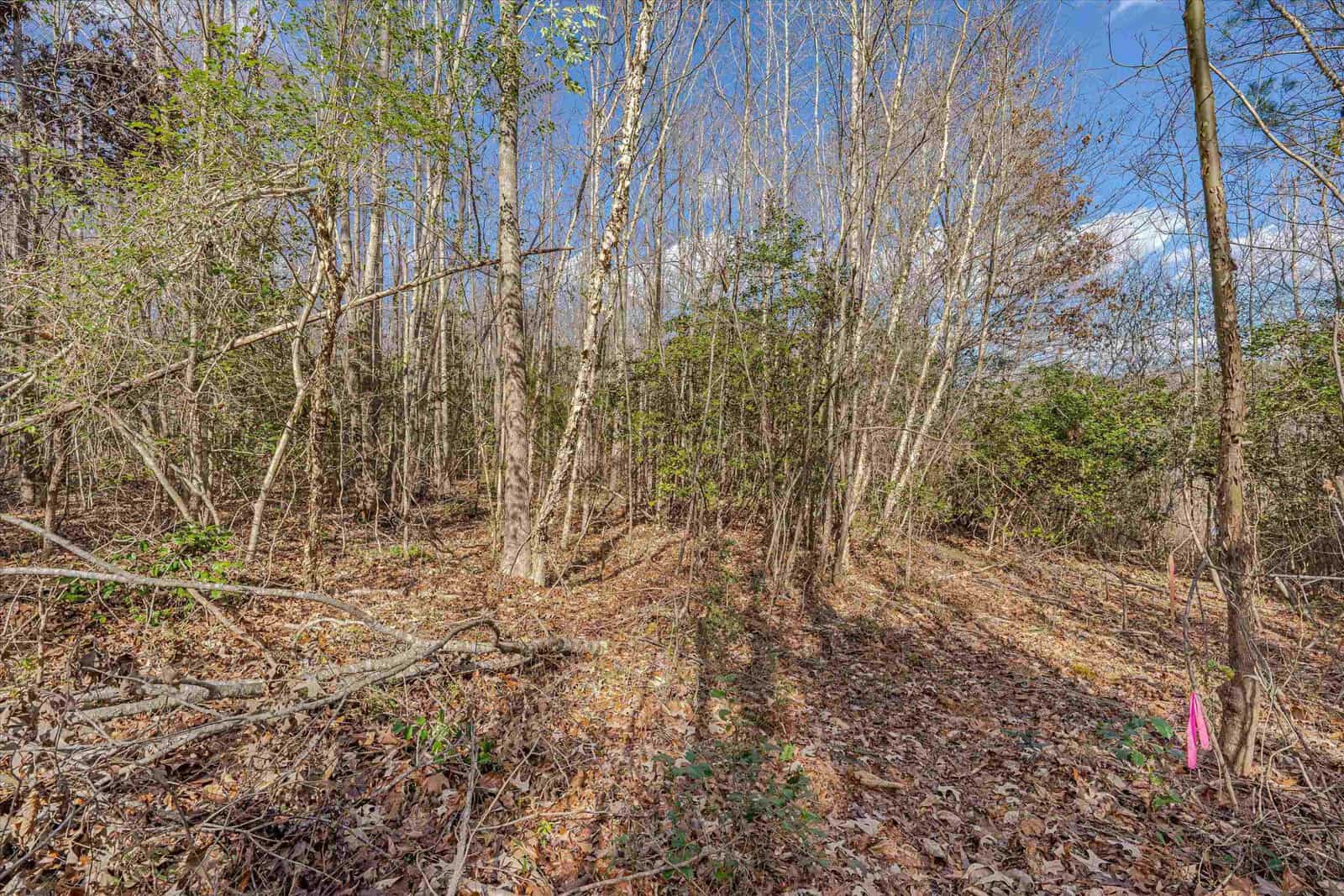A wooded area in daylight with bare deciduous trees, some undergrowth, and a clear sky visible through the canopy; a pink ribbon is tied to a branch in the foreground.