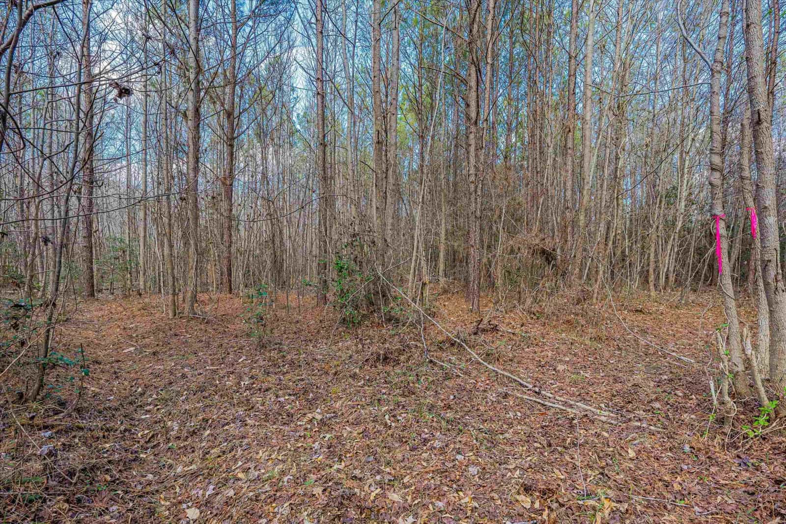 A wooded area with bare trees and fallen leaves on the ground, with a couple of bright pink markers on some of the trees.