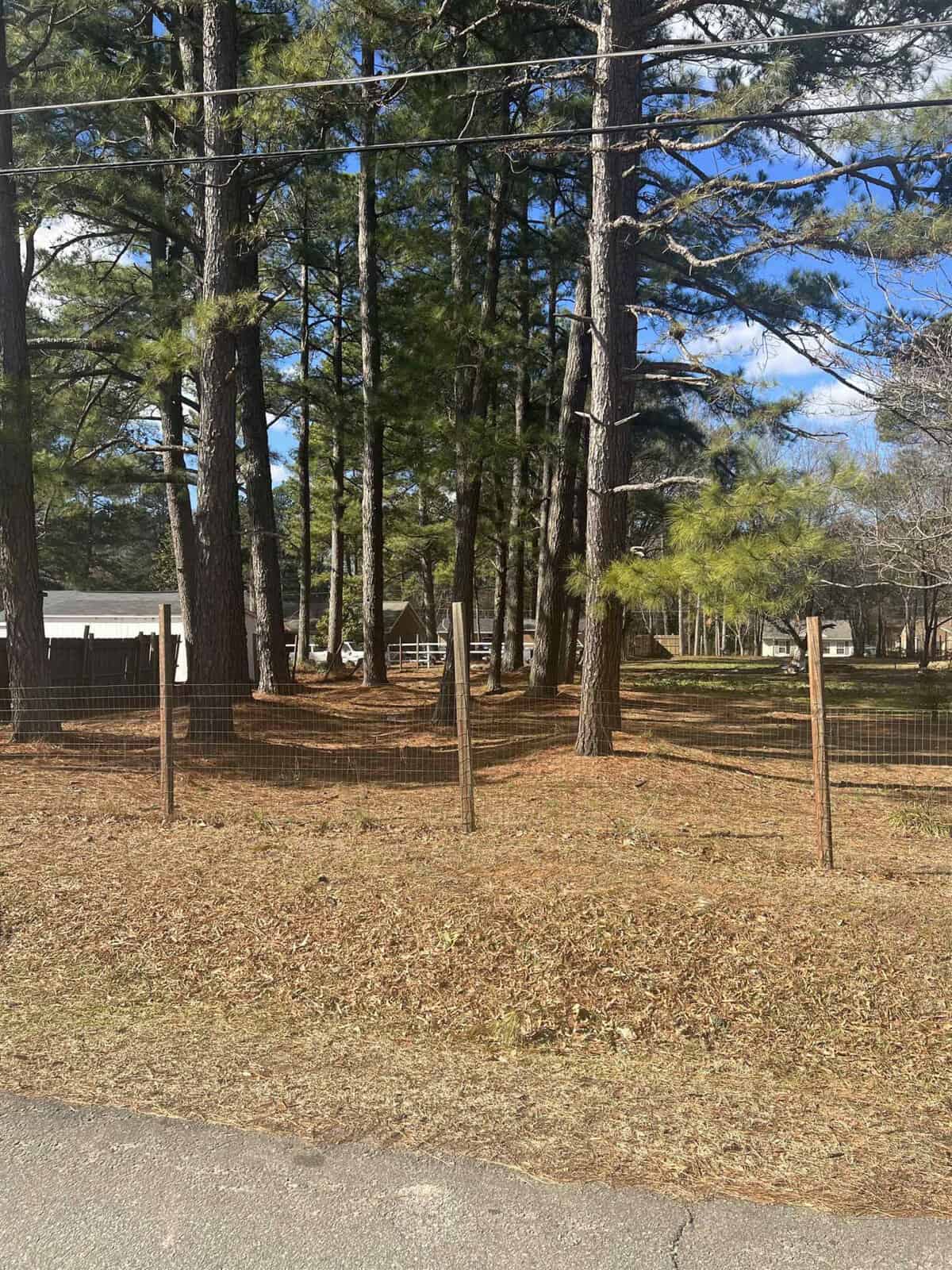 A wooden fence runs through a wooded area with tall pine trees and a blanket of dried pine needles on the ground, alongside a road under a clear blue sky.