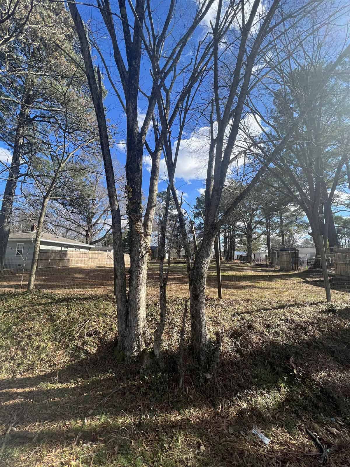 A group of slender trees with bare branches stands in a grassy area with a chain-link fence in the background and a clear blue sky above, suggesting a cool or winter season.