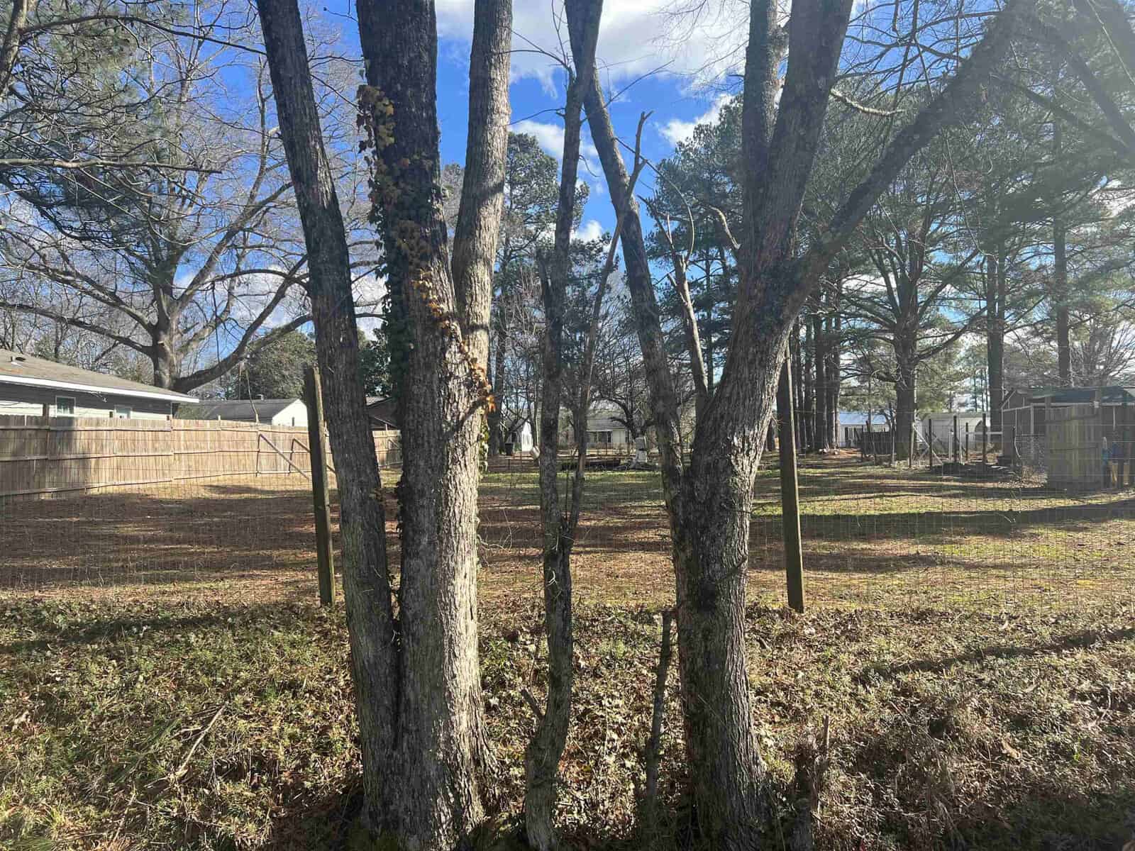 A sunny day casts shadows behind trees in a grassy backyard with a wooden fence and residential buildings in the background.