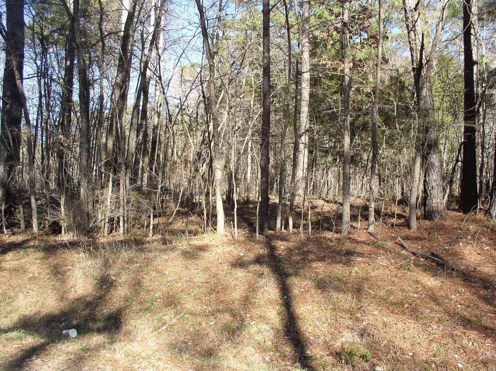 A wooded area with leafless trees and scattered underbrush, casting long shadows in the sunlight.
