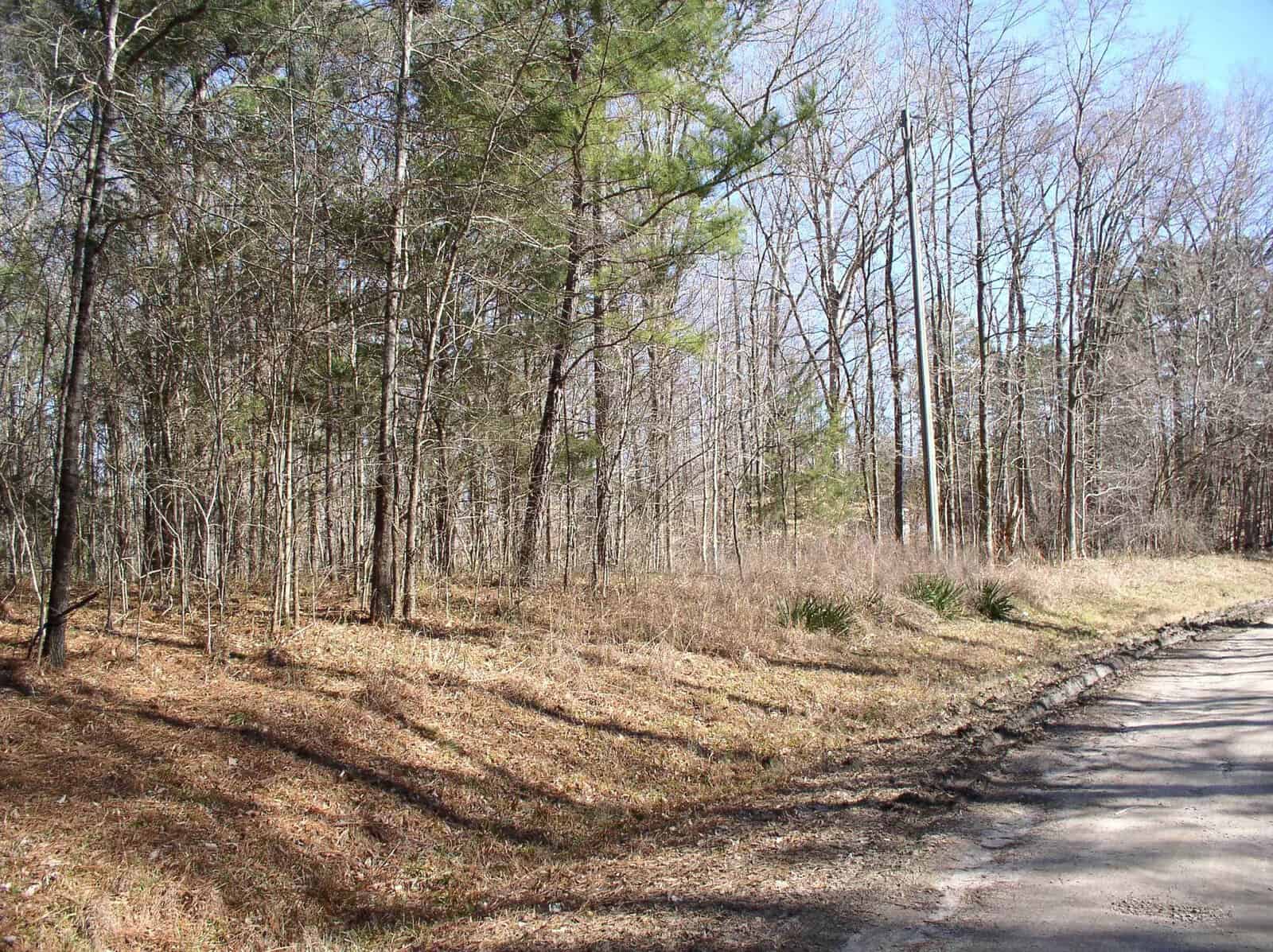 A sunny day in a woodland area with a clear path running alongside bare trees and pine trees, with dry grass and leaf litter covering the ground.