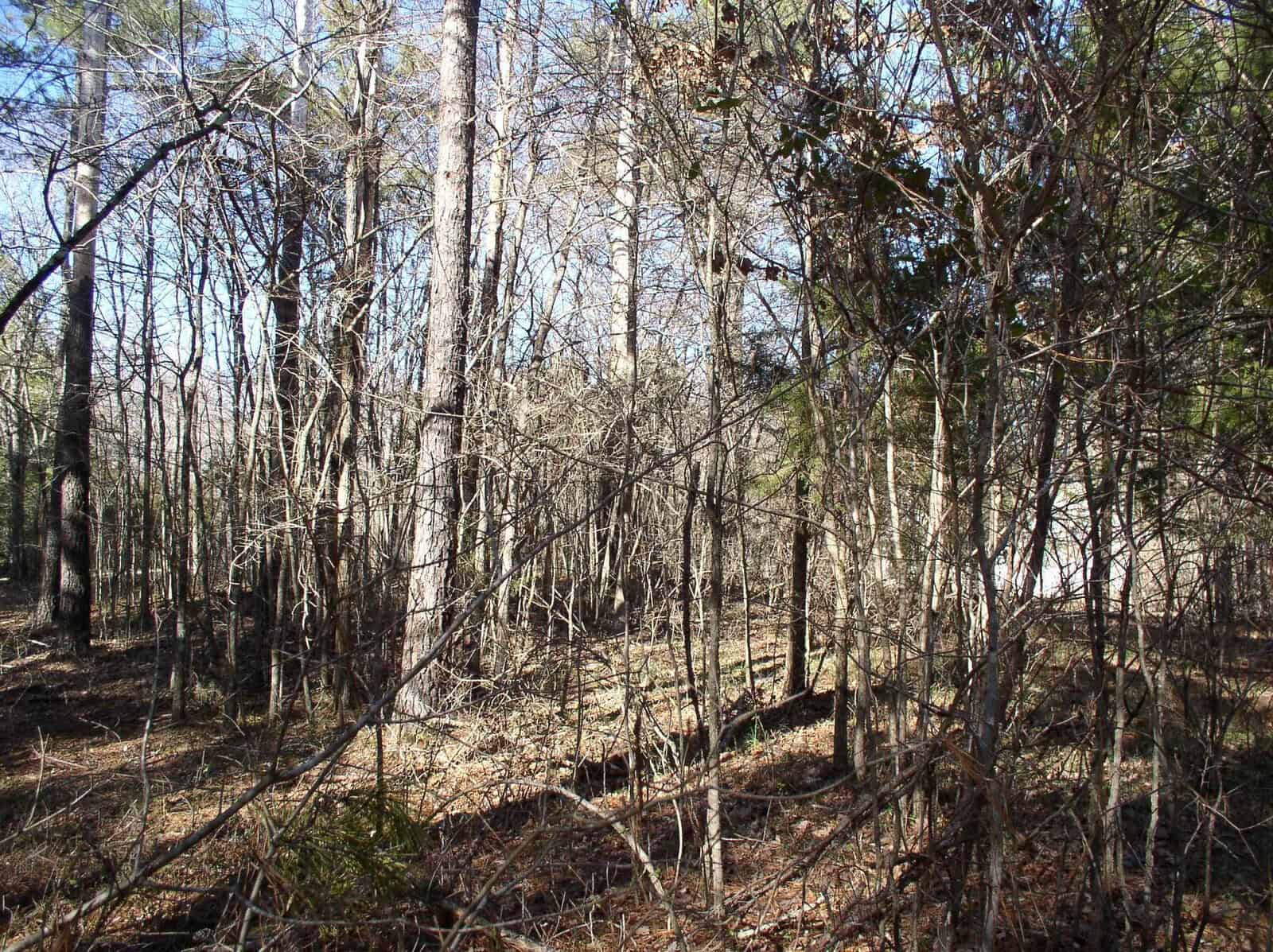A view of a dense, leafless deciduous forest with sunlight filtering through the bare trees.