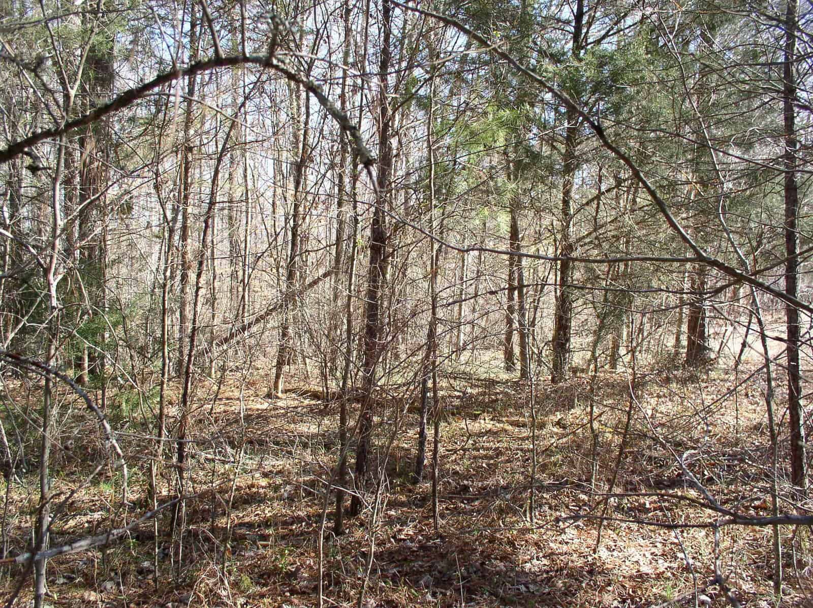 A dense thicket of leafless shrubs and trees with a carpet of dried leaves, indicative of a wooded area in late fall or winter.