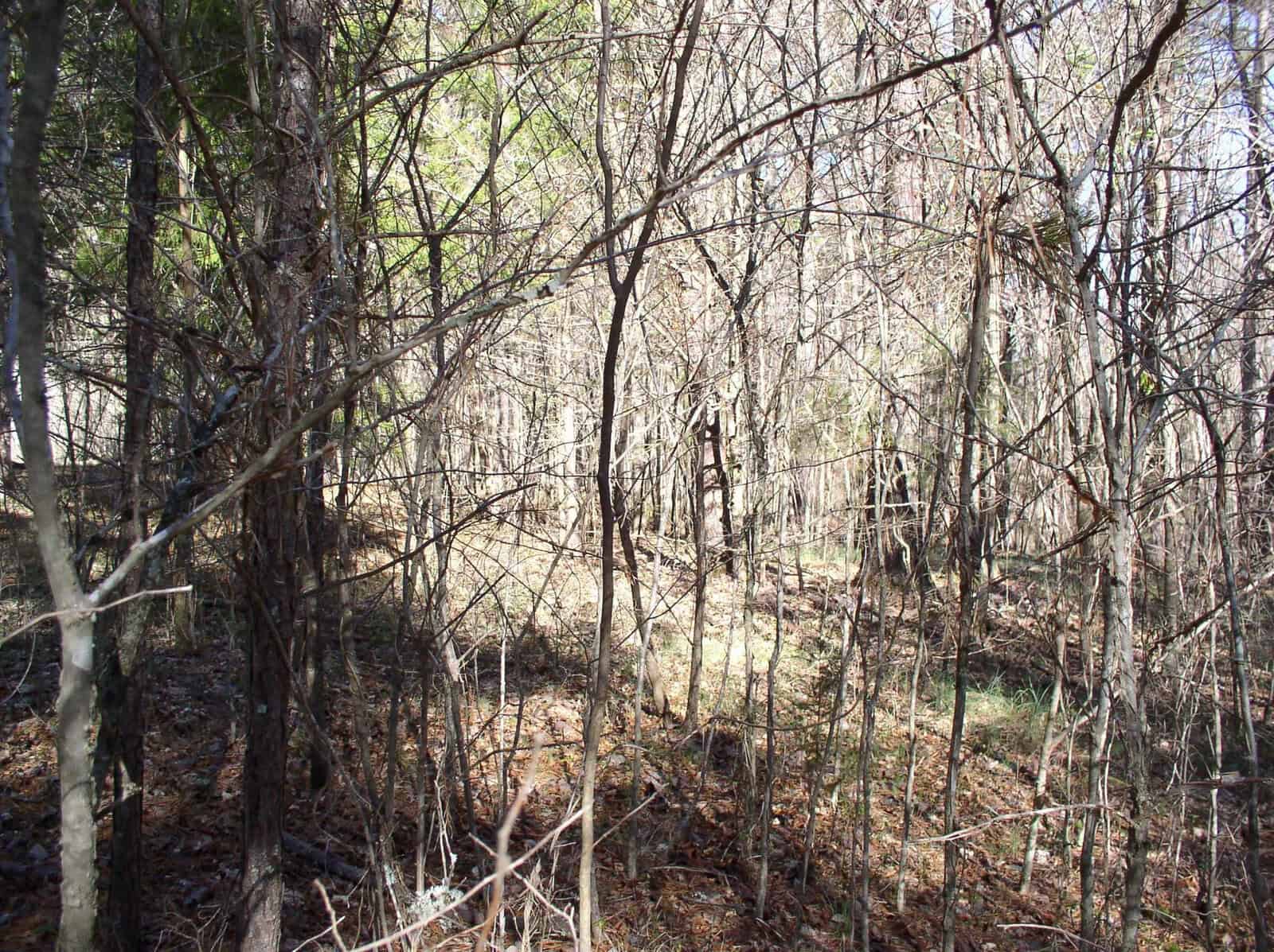 A dense thicket of leafless trees and underbrush in a forest during daylight.