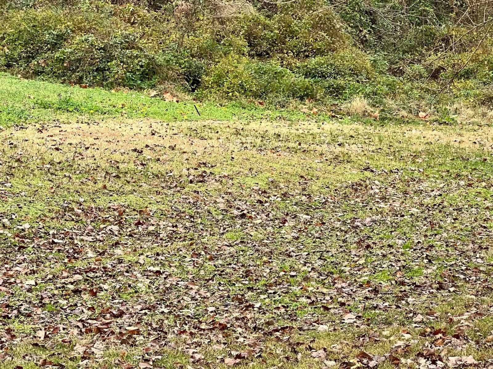 A grassy field scattered with fallen leaves, suggesting a late autumn or early winter season.