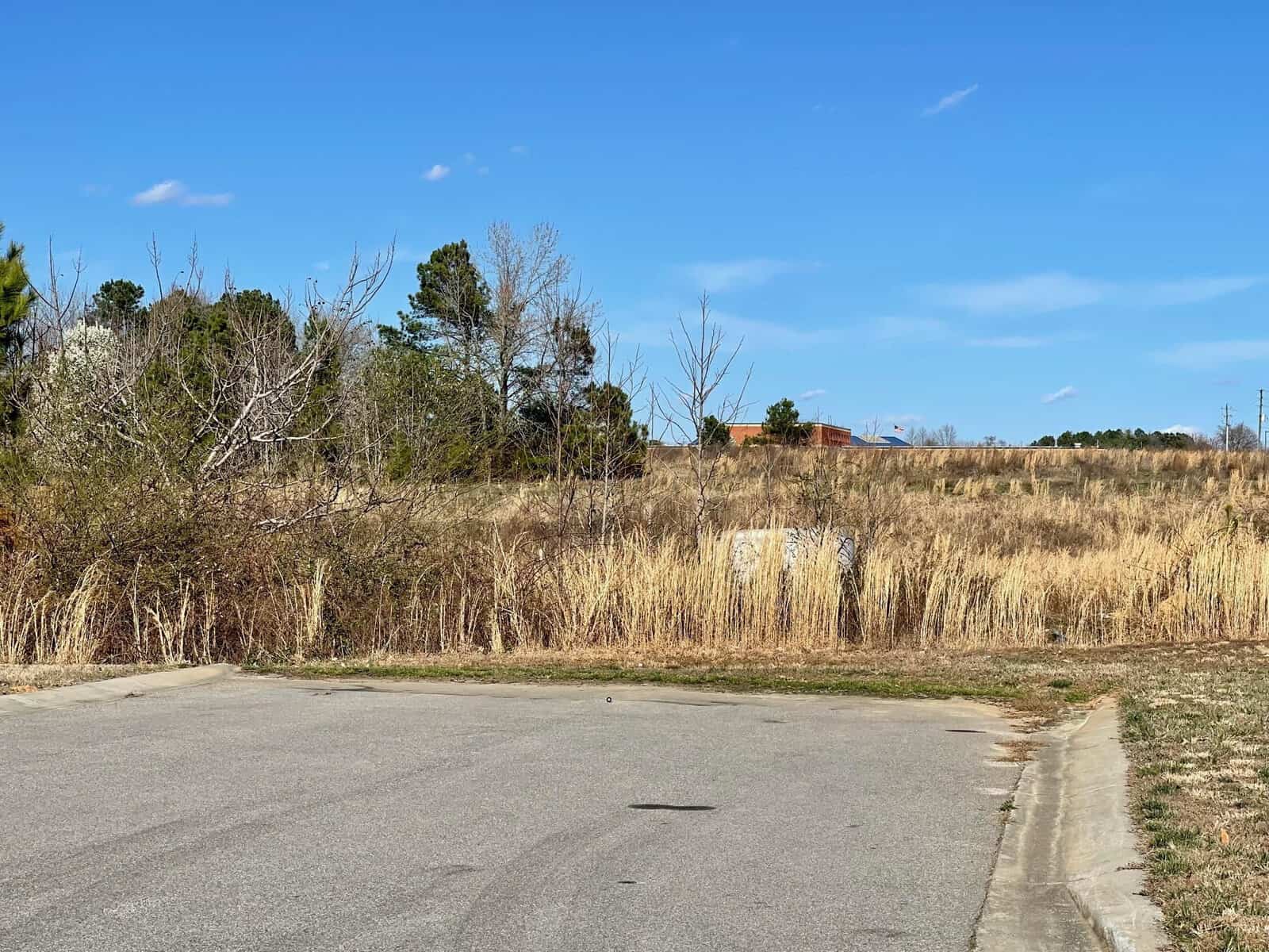 A sunny day captures a partly overgrown field with dry, tall grass and scattered trees. a paved road in the foreground leads towards a distant red-roofed building. clear blue sky above.