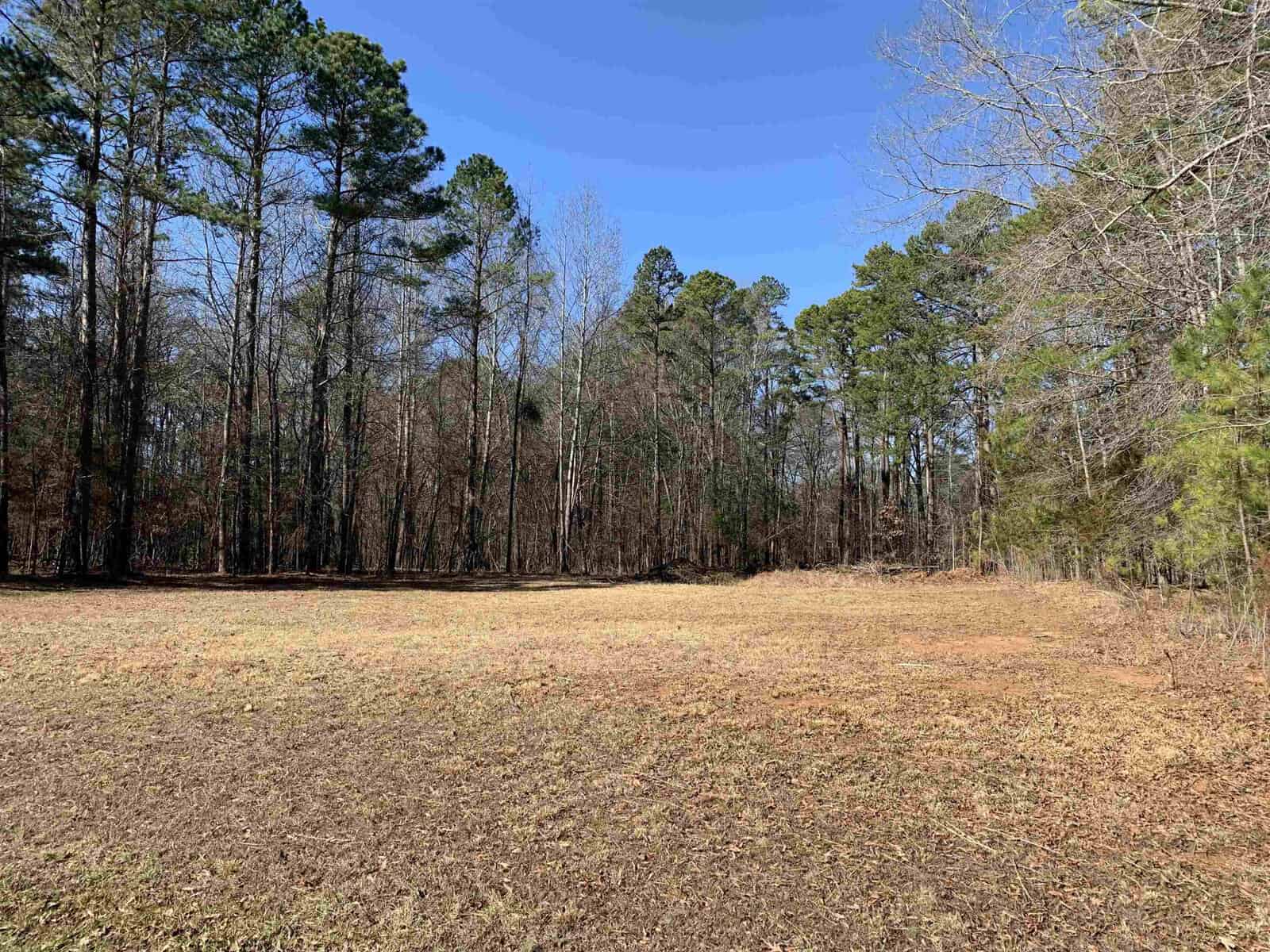 A clear day over a grassy clearing with a surrounding forest of tall pine trees.