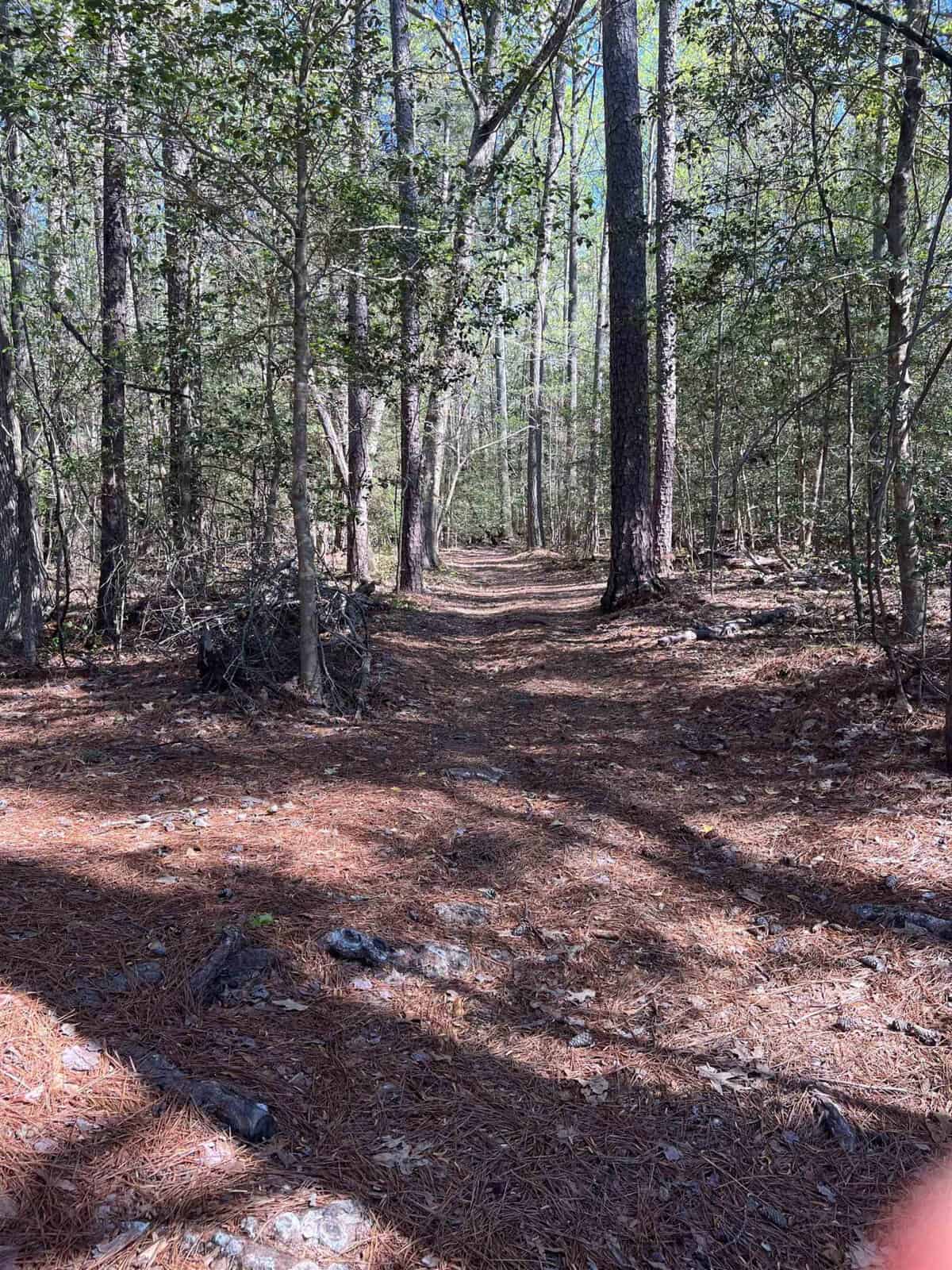 A forest trail covered with pine needles winds through a dense growth of slender trees under a clear sky.