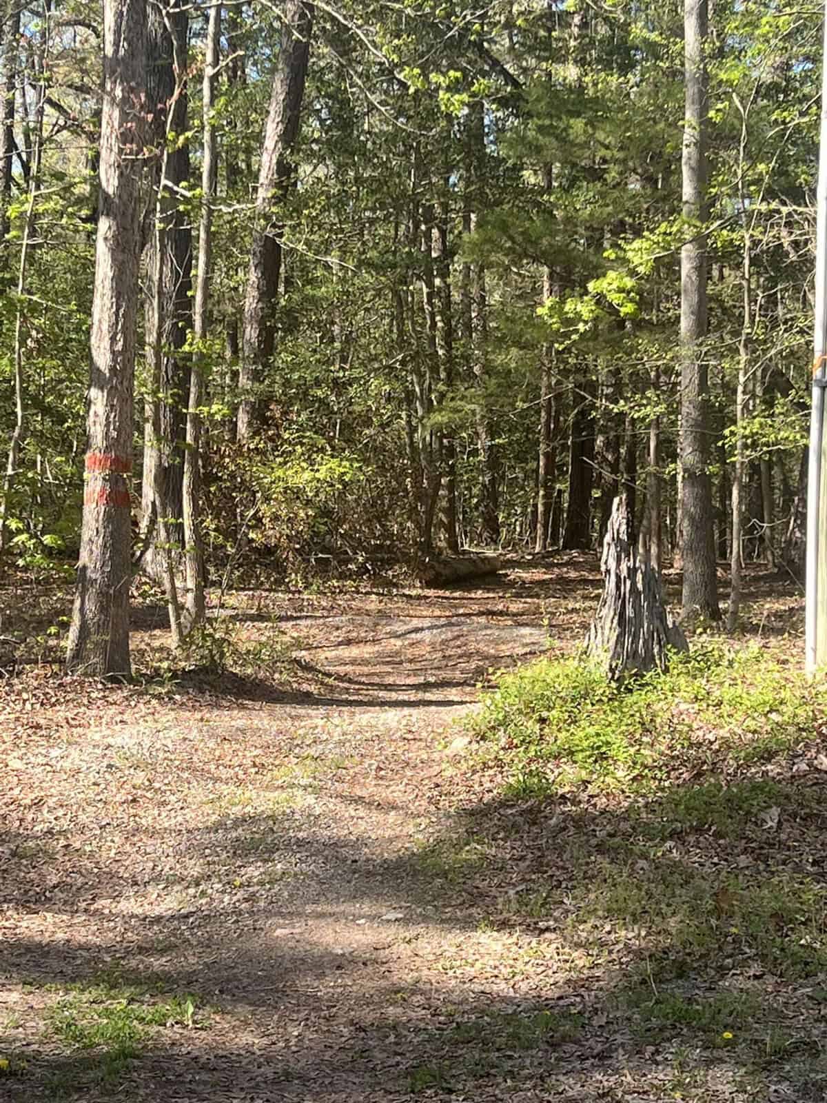A dirt path leading into a forest with trees marked by red paint on a sunny day.