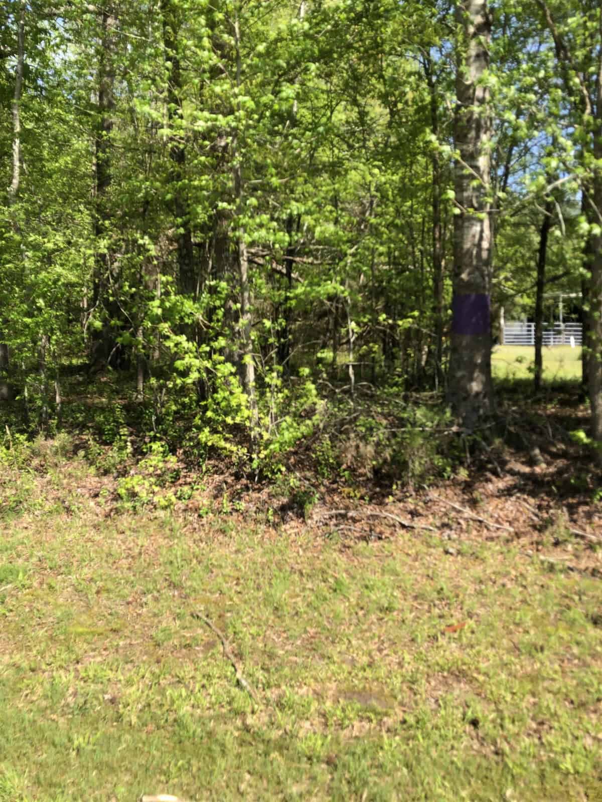 A sunny day in a woodland area with trees displaying fresh green foliage, a cleared grassy foreground, and a purple mark on a tree trunk, possibly indicating a trail or property boundary.