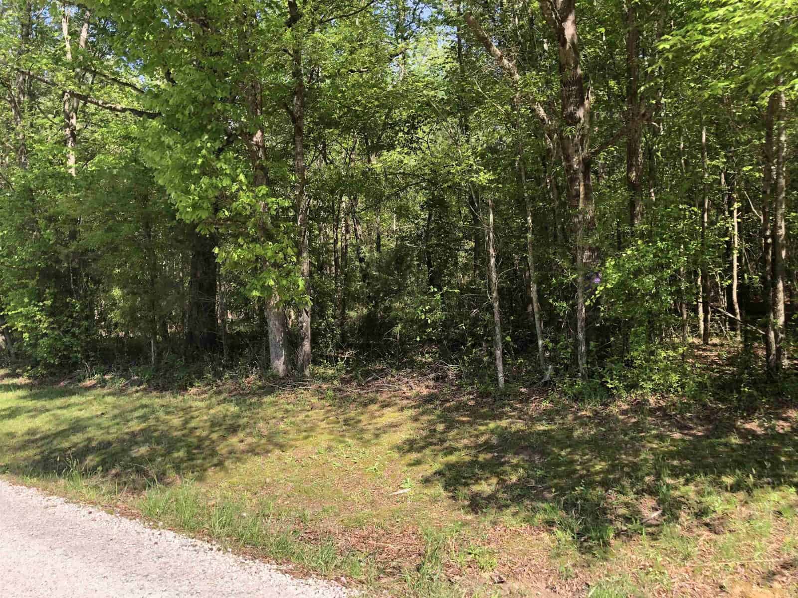 A sunny day with clear skies over a verdant forest edge next to a roadside.