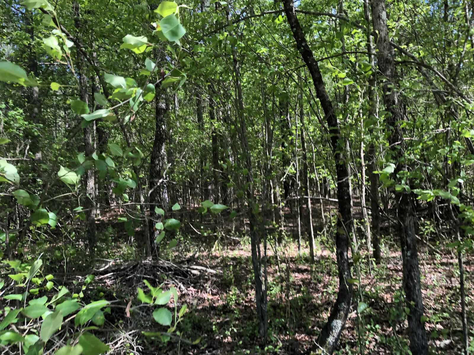 A dense forest with a variety of trees and green foliage under bright daylight.