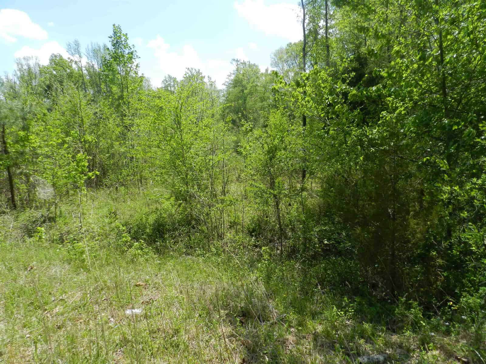 A dense forested area with various shades of green foliage and tall grass. Sunlight filters through the leaves, casting light and shadow on the ground. The sky is bright blue with a few scattered clouds. The scene evokes a peaceful, natural environment.