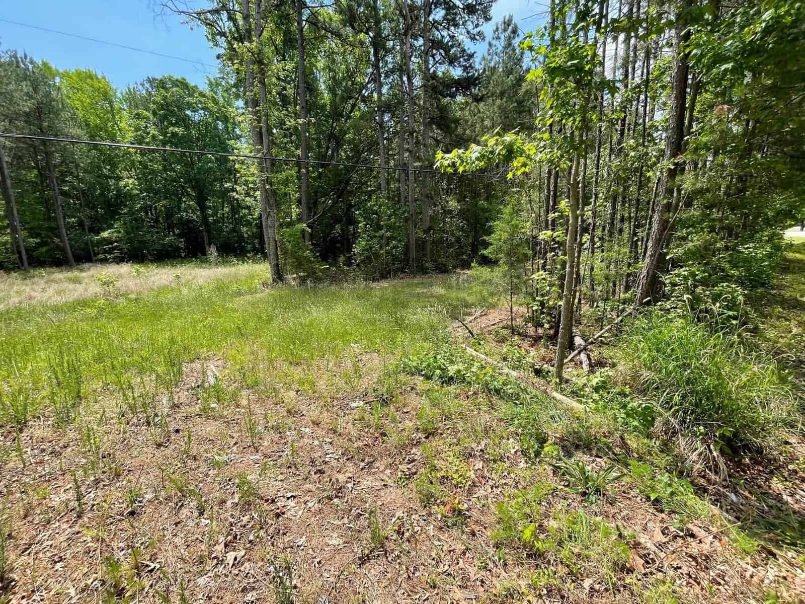 A grassy clearing surrounded by tall trees under a clear blue sky. A thin wire runs horizontally among the trees, and sunlight filters through the branches, casting shadows on the ground.