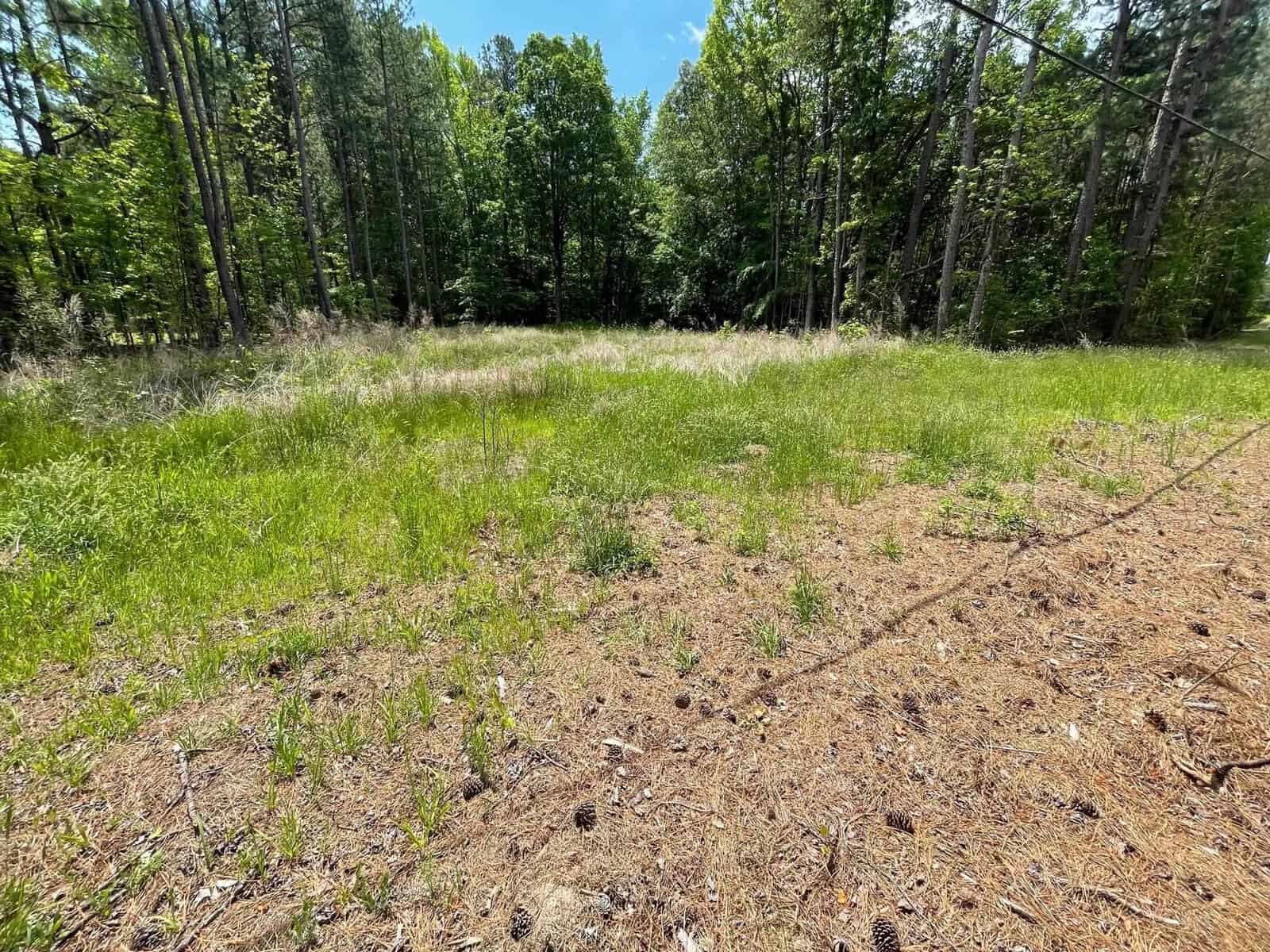 A grassy, sunlit clearing in a dense forest with tall trees and a blue sky overhead. The ground is covered with patches of grass, dirt, and scattered pinecones. Shadows of trees are visible on the ground.