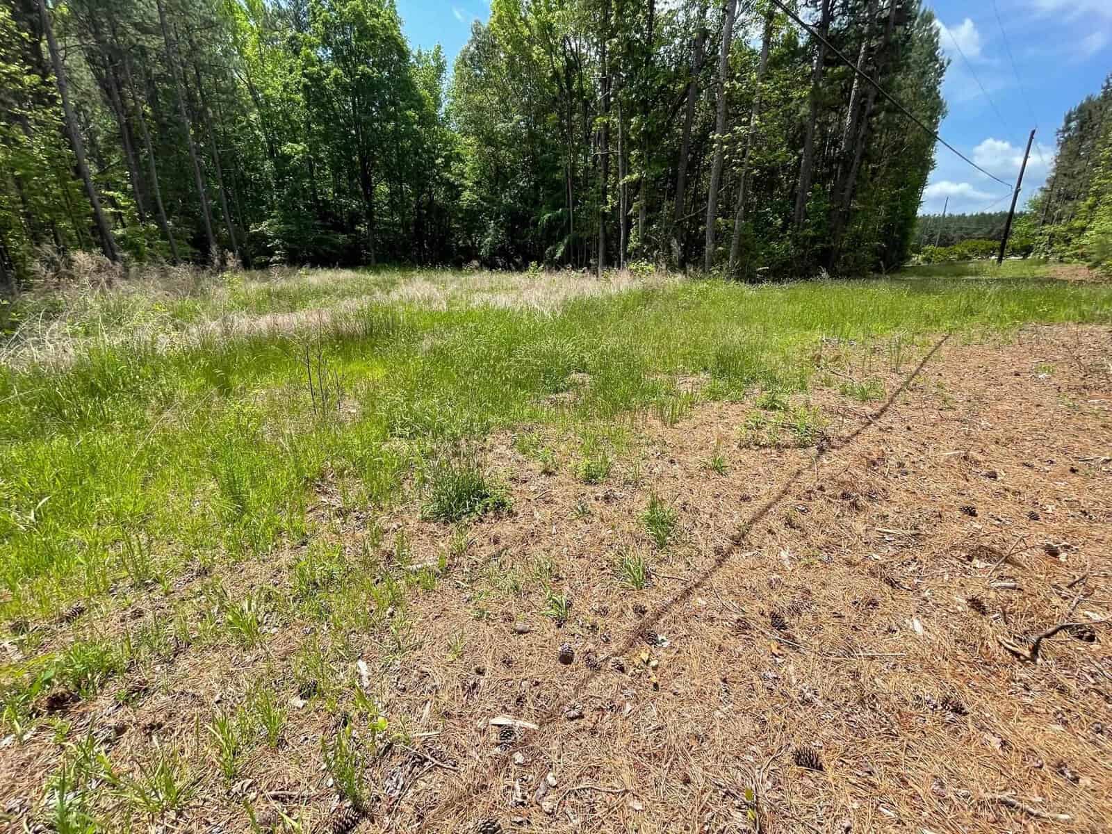 A sunny, open field with varying shades of green grass and scattered pinecones. It's surrounded by tall trees, with a clear blue sky above. A power line runs diagonally across the right side of the image.