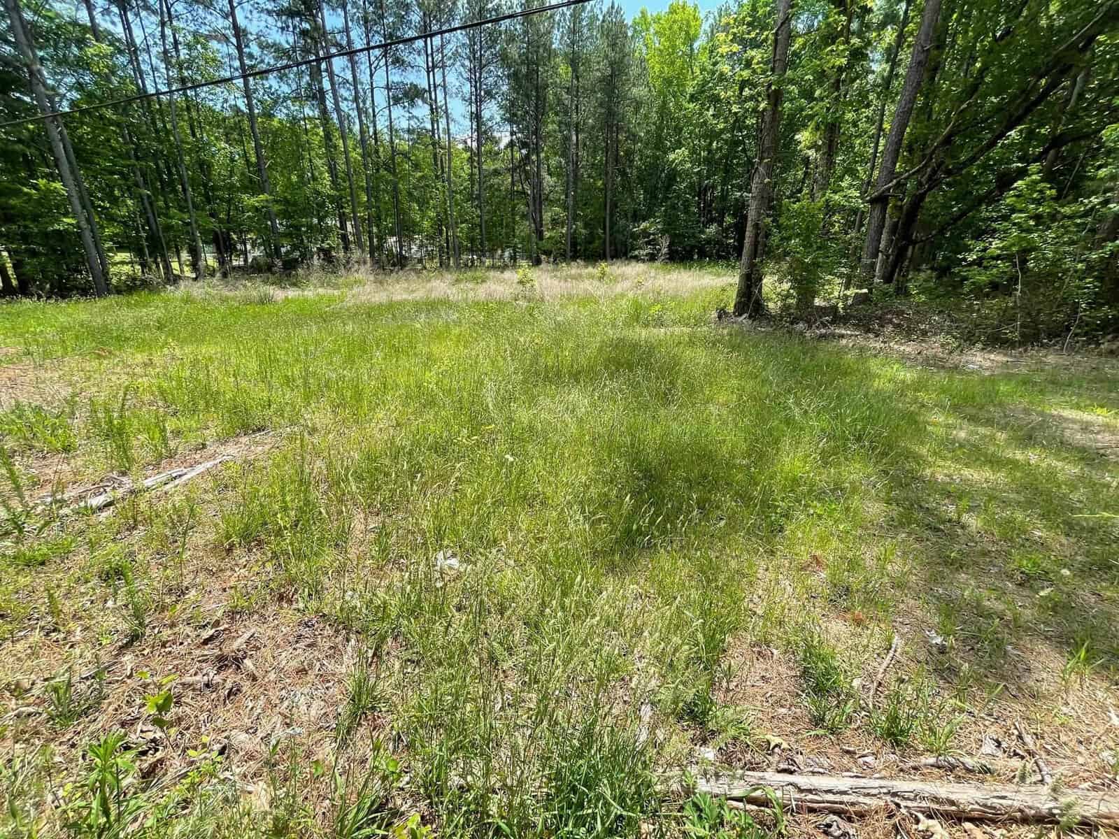 A grassy clearing in a forest with tall, lush trees surrounding the area under a bright blue sky. Patches of sunlight filter through the foliage, illuminating the grass and creating a serene natural scene.